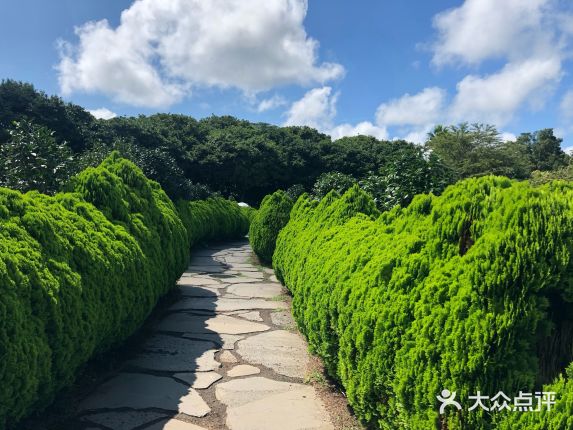
                        雖然它叫山茶花公園可是我在室外-朵山茶花都沒有看到，為什么~因為只有冬季才是花期，幸運的是~這里有室內花
棚，偶然間發(fā)現(xiàn)了那么幾朵，很是意外,想要冬天再來一次,感受山茶花怒放時的美麗與魅力。而現(xiàn)在是夏季所以迎接游
客的是另一種花~“繡球花”，-大團一大團的簇擁在一起， 色彩各異，來到這里你絕對不會覺得單調，只會讓你的心情愉
悅，因為周身都是美好的事物，即使天氣有些熱吧~心靜自然涼安安靜靜的賞個花~真的好美啊。