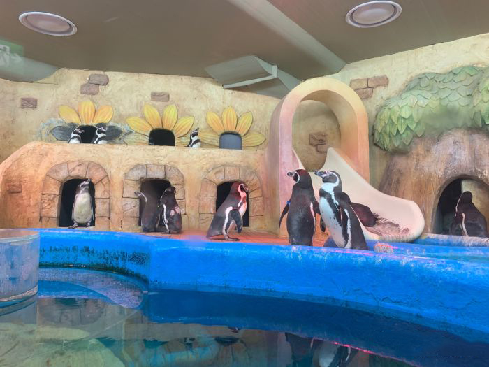 
                        水族館在coex mal的B1層，整體規模和國內各城市的水族館或者海洋館都無法比，但館內的布置和海洋生物真的算小而精悍，雖然地方不大但該有的都有了。
對比國內的各水族館， 總體環境非常的干凈，人也不多大部分都是韓國人，國內去看的人不多，每個館內的濕度和溫度也算適宜。還設置了不同的互動內容和表演內容，讓參觀的小朋友們有很好的參與感