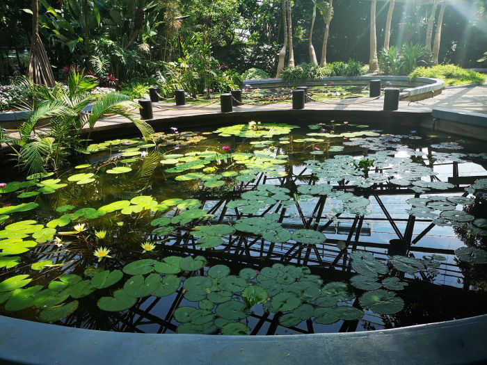 
                        如美地植物園位于濟(jì)州島最大的旅游度假區(qū)-中文旅游區(qū)，是亞洲最大的玻璃溫室植物園。印象較深的是里面有很多熱帶植物，睡蓮,榴蓮，仙人掌，仙....天法的，游客不是很多,雖說(shuō)是室內(nèi)游覽，但因?yàn)槭遣ＡХ浚瑯右龊梅罆窆ぷ鳌?游覽時(shí)間大概四十分鐘左右。園內(nèi)植物多樣化,物種豐富，還是值得一去!