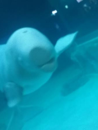 
                        樂天世界水族館，喜歡海洋生物的推薦去看哦 #樂天世界# 