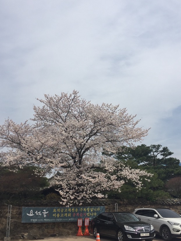 
                        早就聽說慶州的櫻花出名 所以春天的時候專門去了一趟慶州賞櫻花 很漂亮??