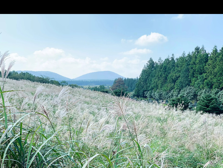 
                        芒草盛開之際的 濟州島山君不離 #濟州島##山君不離# 