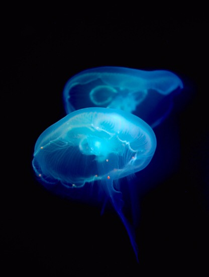 
                        COEX水族館可能一開始可能會感到失望，放在魚缸里的魚大概不太符合國人心中恢弘大氣的審美習慣，但當越來越多奇異的生物出現在眼前，對于大自然造物主的感嘆會讓你拋去外在的設施，水族館內還融入了大量當代設計風格把日常生活中的種種都很好的融入了進去，那種對于想象和審美的強烈沖擊的確難忘。嚴格意義上來說不能完全算作水族館，因為里面還會有一些意想不到的小動物等你發現。周五工作日去的下午去的，有很多韓國當地的學生來參觀。 推薦親子游帶著孩子去，對于拓寬孩子視野是非常好的選擇。 ???開放時間周一至周五、周日：10:00-20:00；周六、節假日：10:00-21:00；最遲須在閉館前一小時入場???門票28000韓元/人???地址首爾江南區永東大街513號COEX?Mall?B1層