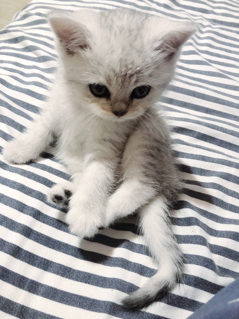 
                        貓貓