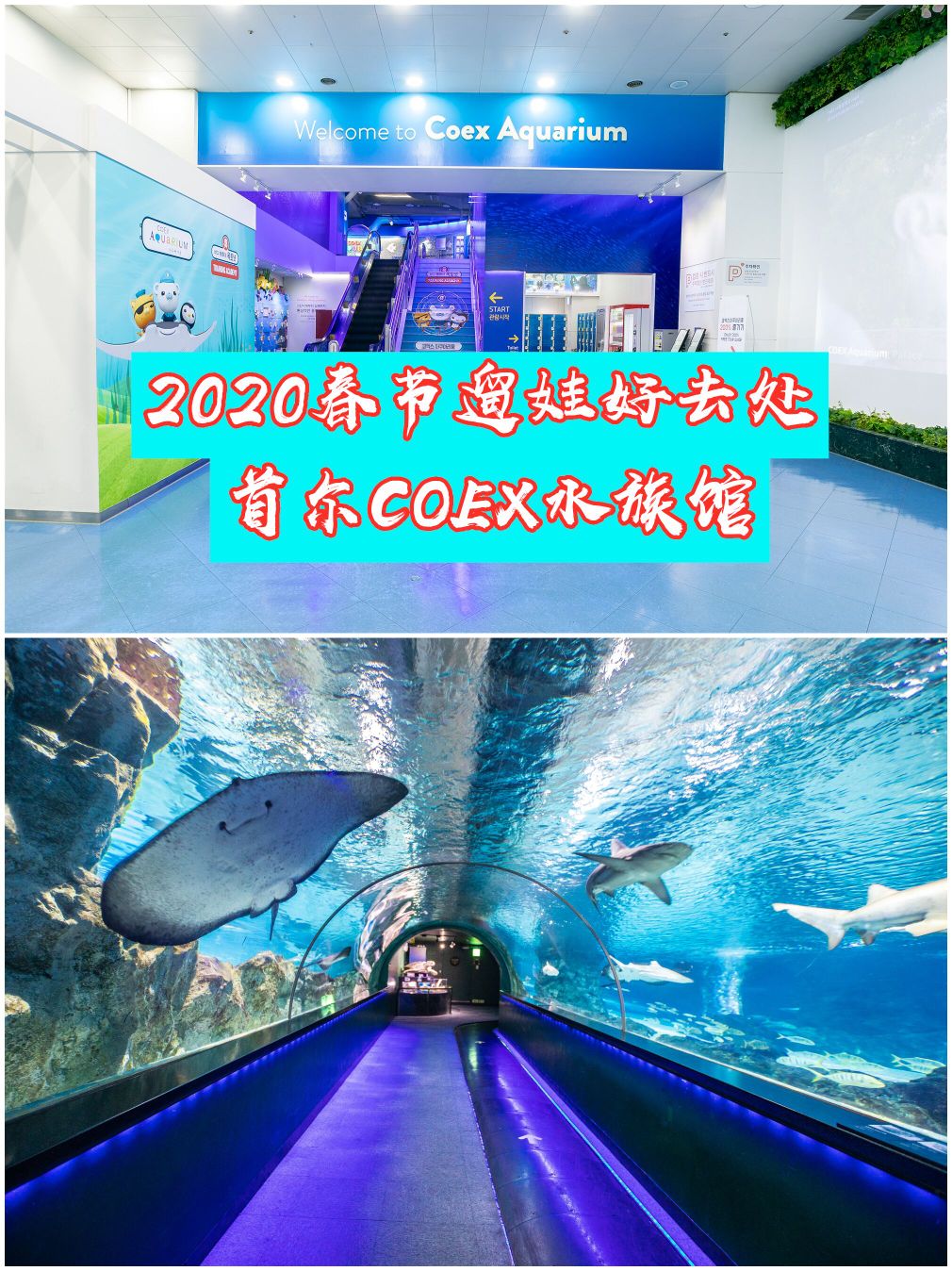 
                        韓國旅游｜春節(jié)遛娃好去處 打卡首爾網(wǎng)紅COEX水族館??介紹Coex 水族館是由“夢幻水之旅
