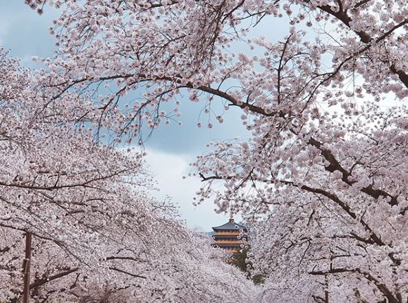 
                        4月的韓國櫻花季節，很美很美~因疫情不能來的寶寶們，就先云賞櫻吧！另外，365mc預定手術送住宿和瘦臉針哦~寶寶們不要錯過~#韓國購物# #韓國景點# #韓國網紅打卡地# 