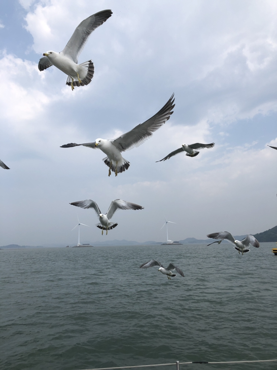 
                        游艇??泥潭趕海｜京畿道華城華城海邊一日游攻略首爾近郊京畿道海邊華成一日游攻略9:05－10:13 出發去華成大巴??從弘大出發一個小時左右到達游艇中心 雖然起了個大早但坐車去游艇中心的過程補了個美美的覺車也很舒服，司機開車也很平穩10:30－12：00前谷港Marina乘坐游艇??喂海鷗 前谷港Marina俱樂部會所，一樓是售票處，便利店，廁所，二樓咖啡廳，餐廳?? 整個游艇??全場1個小時30分鐘，不怕玩不夠，非常過癮 海鷗像經過訓練一樣，一拿起蝦條投喂，海鷗整個隊伍把游艇??圍的的水泄不通 港口??停了特備多的船內部是這樣的，麻雀雖小五臟俱全，洗手間，淋雨，床，沙發，電視…應有盡有迎面駛來的游艇?? 待被投喂的海鷗下面是具體乘船信息：???????????(華城游艇)1人 33,000?租賃1只船（1個小時） 300,000? 運營時間：09:00-18:00（冬季09:00-17:00）8人才能成團而出發。限制最大10人。電話: 031-366-7623預約方式：通過電話而預約。12:00-14:00午飯咖啡??time下游艇??剛好是午飯時間可以在前谷港Marina俱樂部會所二樓吃，有餐廳??也有咖啡店??也可以出去吃，走幾步就有很多餐廳，這里的特產是海鮮面和海鮮煎餅，建議一定要嘗試 我們在????吃的，上過很多電視，我們四個人點了三人套餐，吃得飽飽的！海鮮面和海鮮煎餅都有了，不用糾結點什么。海鮮面里的海鮮真的超級鮮，第一次在韓國吃這么新鮮的海鮮而且比首爾物價便宜很多14:00-14:05到海邊趕海從游艇到炭島漁村趕海的地方，超級近，駕車五分鐘路程所以兩個地方一定要一起玩14:20換裝備14:30-16:00炭島漁村 ?? ?????? 體驗挖貝殼等我的收獲拍照撿貝殼時間非常充足,這里的海很好趕，最多的事貝殼??和各種螃蟹???從來沒撿到這么多貝殼，成就感滿滿 清洗，換回自己裝扮 有專門的工作人員提供袋子和大加水服務 炭島漁村趕海價格：成人：9000，包含裝備10000小孩： 7000，包含裝備8000價格很劃算，玩的還很開心，第一次體會黑泥潭hhh16:10返程回首爾 京畿道華城華城海