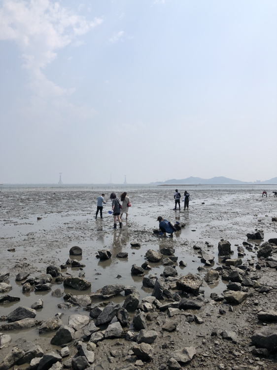 
                        假期去哪玩第三彈炭島漁村趕海韓國假期去哪2｜首爾近郊｜京畿道好去處從來沒有這么爽的一次趕海，對于不是海邊出生的我很是有意思這里的泥是黑色的，小孩大人都有，親子，情侶都很適合而且這里也有超級多的海鷗，還可以拿蝦條喂海鷗炭島漁村趕海撿到的東西都可以帶回體驗流程：進入買完門票，他會發玫紅色手環和編制手套，帶上手環后領取一次性手套、小鏟子、小框子，然后選擇適合???自己尺碼的雨鞋，拿個???空籃筐，裝自己換下來的鞋子，找個位置存放就行（除了先買票帶手環，后門可以亂序來）手套佩戴方法：先帶一次性手套??再帶線手套武裝完成?就可以去趕海啦～趕海出來后：把兩個手套一起扔到垃圾回收處就????可然后到入口的左邊????洗水，洗jio（如有需要）洗工具，洗貝殼等成果后換上自己的鞋子，把水鞋還回去和工作人員拿袋子，裝自己趕海的成果，打包好后找工作人員加水（在打包時負責的小哥哥看我的??貝殼少的可憐，在后面補給了小半框，瞬間滿滿的～開心哈哈哈）??Naver評分 4.13/5??店名 ????????炭島漁村??營業時間 0：00-23:00 趕海時間每天根據潮汐??時間而變??地址：?? ??? ??? ????? 17-34炭島漁村趕海價格：成人：9000，包含裝備10000小孩： 7000，包含裝備8000價格很劃算，玩的還很開心，第一次體會黑泥潭hhh必備物品：帽子防曬墨鏡*穿換取方便的鞋，穿便利的衣服，衣服繁瑣的話趕海時可能會弄臟包包最好是雙肩或斜挎的，玩起來更方便 #韓國景點##旅游攻略# 