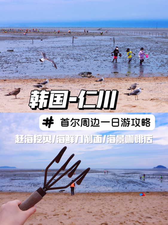 
                        韓國首爾周邊仁川永興島趕海一日游攻略??韓國首爾周邊仁川附近當日往返的一日游趕海攻略來了。??行程安排：趕海-海鮮刀削面-海景咖啡廳??交通方式：地鐵?公交、出租、租車我們是09:00左右從首爾站出發，坐1號機場地鐵線經12站在仁川機場1站下車，地鐵一號出口出去后在仁川機場T1（3樓）車站換乘公交111或306，在德橋洞下車走1千米左右就到了。單程時長大約2小時左右。有條件的話也可以和朋友一起打車或租車自駕。可以在naver或者kakao map上查詢路線。??永興島趕海-在灘涂上親手挖出的蛤蜊更香??趕海體驗的地方是??????????位置：?? ?? ???? 107-8???由于退潮時間不同，具體時間一定要提前在官網確定，一般體驗時間是早上到中午，有時候下午也可以體驗。??交完費用后領取熒光背心，趕海耙子，蛤蜊收納袋，換上自己尺碼的靴子就可以入場了。??在氣孔多的地方挖挖看，不用挖太深，盡量在體驗時間段內早點去，這樣挖到的可能會多一點。??體驗結束后要返還熒光衣和耙子，從沖洗間把腳鞋沖洗干凈后晾曬到鞋架上。挖出的蛤蜊可以帶回家，從p2圖中的地方用海水沖洗干凈。??為了安全起見，一定要穿著熒光背心入場??雖然丑但一定要穿??因為趕海場是半沙灘半灘涂，所以有的地方可能會下陷不好走，盡量走相對干燥的地方。??Tips：一定要做好防曬措施。建議穿著活動方便的衣服。因為要穿膠鞋建議穿襪子來。挖出的蛤蜊可以自己帶走所以可以帶點厚實的塑料袋。盡量輕裝簡行貴重物品一定要注意保管。??海鮮刀削面-臉盆大小鮮掉眉毛的勁道海鮮面????????這家店就開在趕海體驗場正對面???營業時間：每周二休業，每天中午12:00開始營業??位置：?? ?? ??? 662-23??我和朋友3人點了三人份的海鮮刀削面，結果端上來臉盆一樣大的一碗。海鮮滿滿，湯汁鮮美。蝦、海虹、扇貝、蛤蜊口感都十分新鮮，面條也很勁道。一定要嘗嘗面湯，簡直鮮掉眉毛。??也可以嘗嘗這家的烤貝殼，菜單可以看p4。??海景咖啡店-27種芝士蛋糕和5層不同裝潢風格??吃完后可以和朋友們去附近的C27 ????海景咖啡店坐著休息一下。???營業時間：平日10:00-21:00，周末10:00-22:00??位置：?? ?? ??? 134-13??這家店的特色是27種不同口味的芝士蛋糕和5層不同風格的