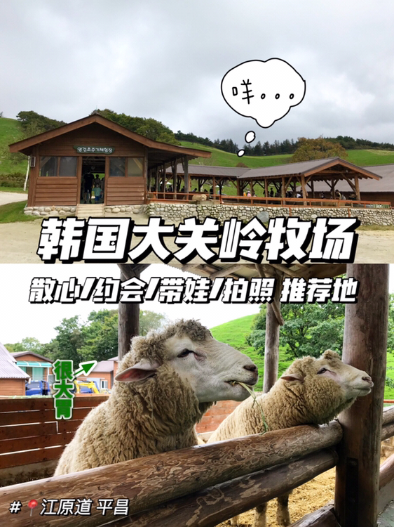 
                        韓國|中秋假期短途旅行江原道大關嶺牧場??整天在都市中被快節奏生活搞得焦頭爛額，不如趁周末來一場說走就走的短途旅行，逃離首爾來牧場發發呆、吹吹風、喂喂羊。	??目的地：??? ???? 大關嶺牧場??位置：?? ??? ???? ??? 14-42 江原平昌郡大關嶺面橫溪里14-42??開放時間：1.2.11.12月 每天09:00-17:003月 每天09:00-17:304.9月 每天09:00-18:00 5.6.7.8月 每天09:00-18:30 春節當天和中秋當天休業（疫情期間四人以上不可入場）	??交通方式：可以選擇租車或自駕，但要考慮節假日和周末高速有堵車的可能性。如果在首爾出發推薦在首爾站、清涼里、上鳳站乘坐ktx到??(???)?珍富（五臺山）站下車后乘坐出租車前往。從坐上ktx開始計時，大約需要2小時能到達牧場。另外在首爾的長途汽車站乘坐大巴，下車后再打車也可以。	??憑門票入場，成人6000韓元兒童4000韓元。門票一定要留好，可以用來換免費的草喂羊。	??進入牧場后順左手邊的路上山。山不高，就是一個小山包，所以爬起來不會很累。風景很是漂亮，藍藍的天空青青的草地，尤其是天氣好的時候。現在這個季節去剛剛好，秋高氣爽不熱不曬，小風一吹真的很舒服。情侶約會、帶娃出游、拍照打卡、散心發呆都很適合來這里。	??順著小路一路走到丘頂可以看到很多綿羊在草地上悠哉的閑逛。	??下山之后可以去羊圈喂喂羊，拿著門票換取一小筐草就可以去喂羊了。喂羊的時候記得要用手掌喂，把小筐離羊羊遠一點，不然貪吃的羊羊可能會搶。羊圈旁就有洗手的地方所以不用擔心手弄臟。	??如果時間充裕，在大關嶺牧場喂完羊羊后也可以去附近的???發旺山或五臺山樅樹林??? ??? ?玩一玩。在牧場停車場附近有賣羊咩咩造型的小點心（羊造型的鯛魚燒）可以嘗嘗。 #江原道##平昌##大關嶺牧場##喂羊##散心##約會##拍照##帶娃##周末去哪兒##短途旅行# 
