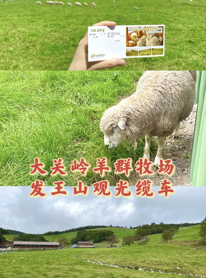 
                        首爾附近的江原道是一日游的好去處，趁著秋高氣爽去和朋友們一起去體驗一下山間氛圍吧！??第一站：???????: ?? ??? ???? ?????? 483-32大關嶺羊群牧場：江原道 平昌郡 大關嶺面 橫溪里 14-104??開放時間會根據季節變化：11～2月：09:00 - 17:00?購票截止時間 16:003，10月：09:00 - 17:30?購票截止時間16:304，9月：09:00 - 18:00?購票截止時間17:005～8月：09:00 - 18:30?購票截止時間17:30??在門口排隊掃QR碼后才可以買票，成人票6000韓幣，兒童4000韓幣，票可以在爬完山后回來換羊吃的干草。最多可以四人一起入場，通行者有打過2針疫苗的才可以超過四位一起入場。??在山下斷斷續續有幾只小羊，繞一大圈爬上山頂就可以看見成群結隊的羊咩咩。最近是端午假期，山上人比羊多，避開節假日再去就能更舒服的爬山看羊。牧場的整個山都是翠綠的，秋高氣爽，正是去爬山的好季節。??從小山坡下來，就到了喂羊體驗場，拿門票換干草可以喂羊。這里的羊都是被圈在棚子里，探著頭出來干飯。工作人員說把草放在手上，用手喂羊，膽小的我們把干草筐直接送到羊嘴邊結果被一秒吃光，有的羊很兇會還直接搶走干草筐！但還是都好可愛！??第二站: ???? ????? ??? ??????: ?? ??? ???? ??? 99龍平度假村發王山觀光纜車: 江原道 平昌郡 大關嶺面 龍山里 99??開放時間：周一不營業周二～周五：10:00 - 18:00?周末：09:00 - 19:00??價位表：成人：往返25000韓幣，單程21000韓幣兒童：往返21000韓幣，單程17000韓幣???從大關嶺羊群牧場出發，開車十分鐘就能到達發王山，這里是許多韓劇的取景地。本【鬼怪】愛好者當然不能錯過！來了以后才發現【那年冬天風在吹】，【冬日戀歌】還有好多韓劇都是在這里拍攝的！??這里有好多活動，春天可以爬山看花開，冬天可以乘坐露天纜車上去滑雪，就是【鬼怪】里女主兼職的滑雪場！現在這個季節就只能看漫山遍野的綠樹了，坐普通纜車可以上山去空中天橋漫步，大概十分鐘就能到達山頂，山頂上也有咖啡廳，餐廳和衛生間，可以在山頂休息一會再坐纜車下來。發王山海拔1458米，恐高慎入啊哈哈哈～這次是跟著韓游網一起去的！鏈接如下，