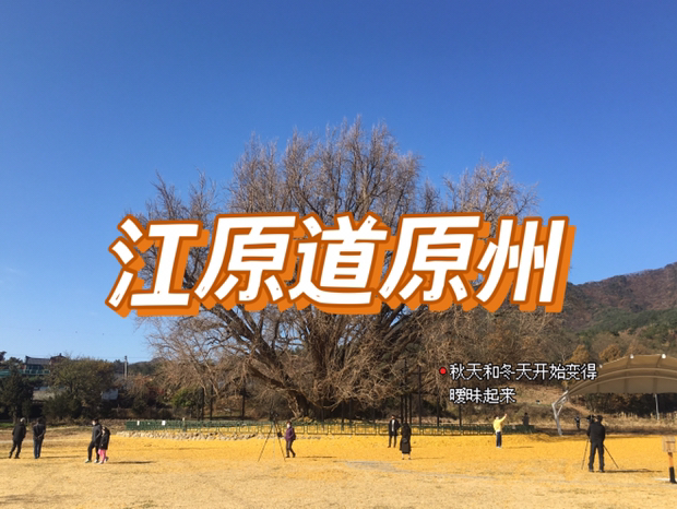 
                        韓國江原道原州一日游??日程安排：首爾出發->原州磻渓里銀杏樹->小金山鐵索橋->原州傳統市場->原州鐵路自行車	??第一站：原州磻渓里銀杏樹(?? ??? ????)地址：江原道原州文幕邑磻渓里(??? ??? ??? ???)票價：免費磻渓里銀杏樹是一棵看過八百年人世間的變化的老人了，但是依舊還充滿著生機。這次行程之前干啥韓國下了幾場雨，銀杏樹的葉子都掉光了，本以為會白來一趟，但滿地金黃的銀杏葉到別有一番感覺。看著銀杏樹光禿禿的枝干真的感覺都嚴冬已至，但是一地金黃又仿佛回到了浪漫的秋天。	??第二站：小金山鐵索橋(?? ??? ????)地址：江原道原州芝正面小金山路14號(??? ??? ??? ???? 14)票價：3,000韓幣，但是會返一張2,000的商品卷，在景區的商鋪都可以使用哦如果你對小金山鐵索橋陌生的話，那相信你多少都聽說過韓幣【雖然是神經病，但沒關系】這部韓劇吧，這里就是這部韓劇的取景地哦，索橋鏈接了兩座山，高度有100米左右，會恐高的小伙伴要做好心理準備哦，另外想要看到索橋需要先爬一小段山路(500米左右)，建議穿舒服的鞋子！	??第三站：原州傳統市場(??????)地址：江原道原州中央市場路2(??? ??? ?????2)要說當地最好吃的小店藏在哪里，那當然是傳統市場了！不管去哪個地方都不能漏掉傳統市場這一站，原州傳統市場延續了其他市場的便宜實惠的特點，煎餅一個一千，老板娘還會給你切上幾塊讓你嘗嘗味道。但是別忘了來市場一定要準備點現金哦！	??第四站：原州鐵路自行車地址：江原道原州市芝正面艮峴路163(??? ??? ??? ??? 163)票價：38,400/4人可千萬不要覺得看到自行車就是體力活哦，原州鐵路自行車是有點半自動的，中間不登的時候也會有一個慢慢的速度在，不會騎自行車也沒有關系。坐自行車之前需要先坐20分鐘的小列車，在小列車上可以看到小金山的風景，偶爾還會和下面的人招招手，也是很可愛。自行車最多可以四人一輛，不太需要往前擠，都會分到自行車的。另外如果現在去的話，千萬要穿的暖和一些，可別像我穿個衛衣，實在是太冷了5555	正式成為職場人之后，已經有一段時間沒有這樣出去玩耍了，有時間的時候還是要多出去走走的，不然成為職場人之后真的只有周末時間了555 #一日游##韓游網##