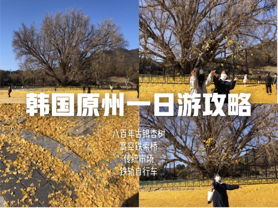 
                        ????原州真是一個熱鬧又平和的城市。??第一站到了原州磻渓里銀杏樹這里之后，發現前幾天下的一場雨讓銀杏樹的樹葉都落光??了，但卻完全不影響這棵已有八百年歷史銀杏樹的氣勢，看到實際的樹也是被他的大小和氣勢稍稍震撼到了。滿地落葉金黃，在這里拍照也是十分出片的。??地名：原州磻渓里銀杏樹 ?? ??? ??????地址：?? ??? ??? ??? 江原原州市文幕邑磻溪里??第二站我們來到，這里也曾是《雖然是神經病但沒關系》的拍攝取景地——小金山鐵索橋(??? ????)，在來到這座橋之前需要先爬500多個臺階，這座橋全長200米，身處橋上看到的風景一絕，遠處的山水，陽光和吹來的風，都會讓你短暫忘記其他事情。（提醒：有恐高的人謹慎前往。小編沒想到自己對這個高度和搖晃的程度有點害怕，但還是克服了內心的恐懼走完了來回。）下來之后體力急需補充路邊的小攤們便映入眼簾了。很多賣糕點，玉米酒，炸人參，烤板栗等。地名：小金山鐵索橋(??? ????)門票：3000韓幣1人（包括2000元原州市文化商品券）??地址：?? ??? ??? ????26（江原原州市地正面小金山街26）??第三站我們來到了原州市中央市場，這個市場真的比我看過很多首爾的市場都要熱鬧很多，到處熱氣騰騰，瞬間感覺回到國內的趕集。每個市場都有她專屬的特別的味道，這個市場最有名的大概就是餃子和煎餅了。一路看來有一種卷起來的煎餅是首爾市場看不到的，里面包裹著辣辣的粉絲，賣煎餅的老奶奶問還提前讓我們嘗嘗煎餅的味道，辣乎乎的很好吃。地名：原州傳統市場（?? ????????）地址：?? ??? ????? 31-3（江原原州市中央市場路31-3）??吃飽了就來到最后一站，這個鐵軌自行車騎起來除了有點冷之外一點都不累，途中的風景也不錯。乘坐完自行車之后的夕陽非常驚艷，粉色的天透著深秋獨特的清冷。（提醒：這個季節大家一定要多穿一點再乘坐！）地名：原州鐵路自行車(?? ????)地址：?? ??? ??? ??? 163 (江原原州市地正面艮峴路163)門票：38000韓幣/2人，48000韓幣/4人#韓國旅行# #江原道旅行##原州# 