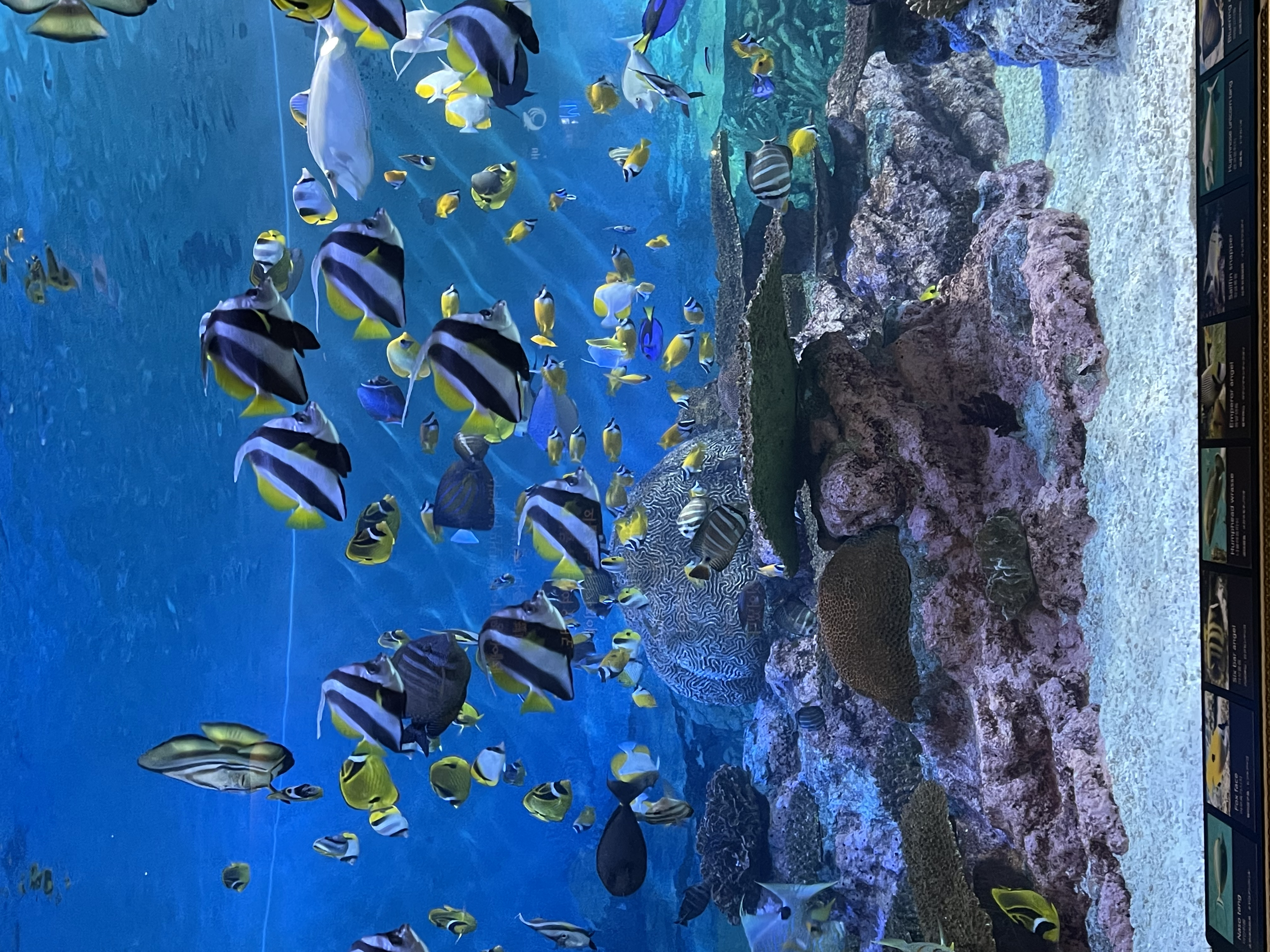 
                         #首爾旅游##水族館##江南##coex##韓國(guó)景點(diǎn)##韓國(guó)網(wǎng)紅打卡地##首爾##????????#非常治愈的一下午，人不多，可以放心沉浸在一片蔚藍(lán)里～水族館出來(lái)順便去了星空?qǐng)D書(shū)館??
