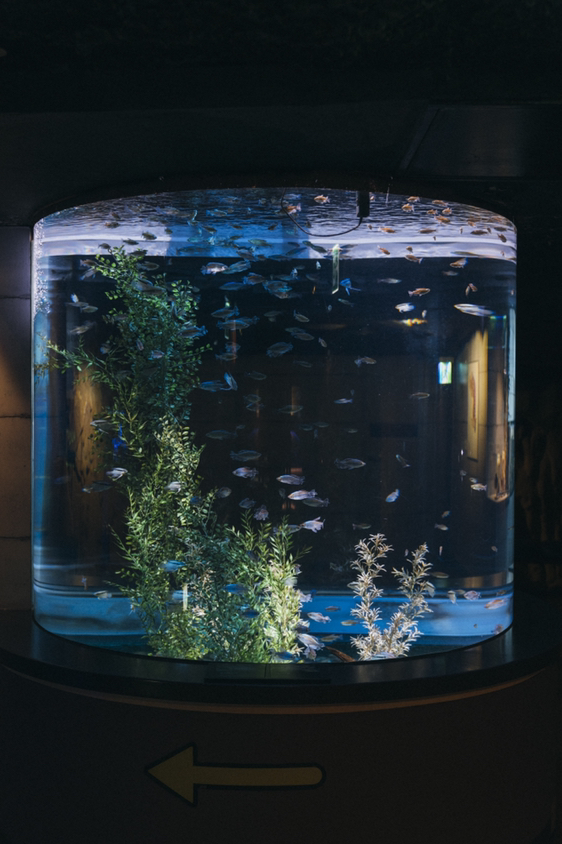 
                        首爾浪漫約會(huì)地—Coex水族館正適合春夏季出游，不必?fù)?dān)心花粉肆虐和炎炎夏日，美美室內(nèi)約會(huì)真不錯(cuò)。不僅可以看到六百多種海洋生物，這樣美麗的藍(lán)藍(lán)夢(mèng)幻天堂也是留下人生照的絕佳打卡地！ #韓國(guó)網(wǎng)紅打卡地##購(gòu)物省錢(qián)攻略# #韓國(guó)旅游 #首爾旅游#韓國(guó)景點(diǎn)# 