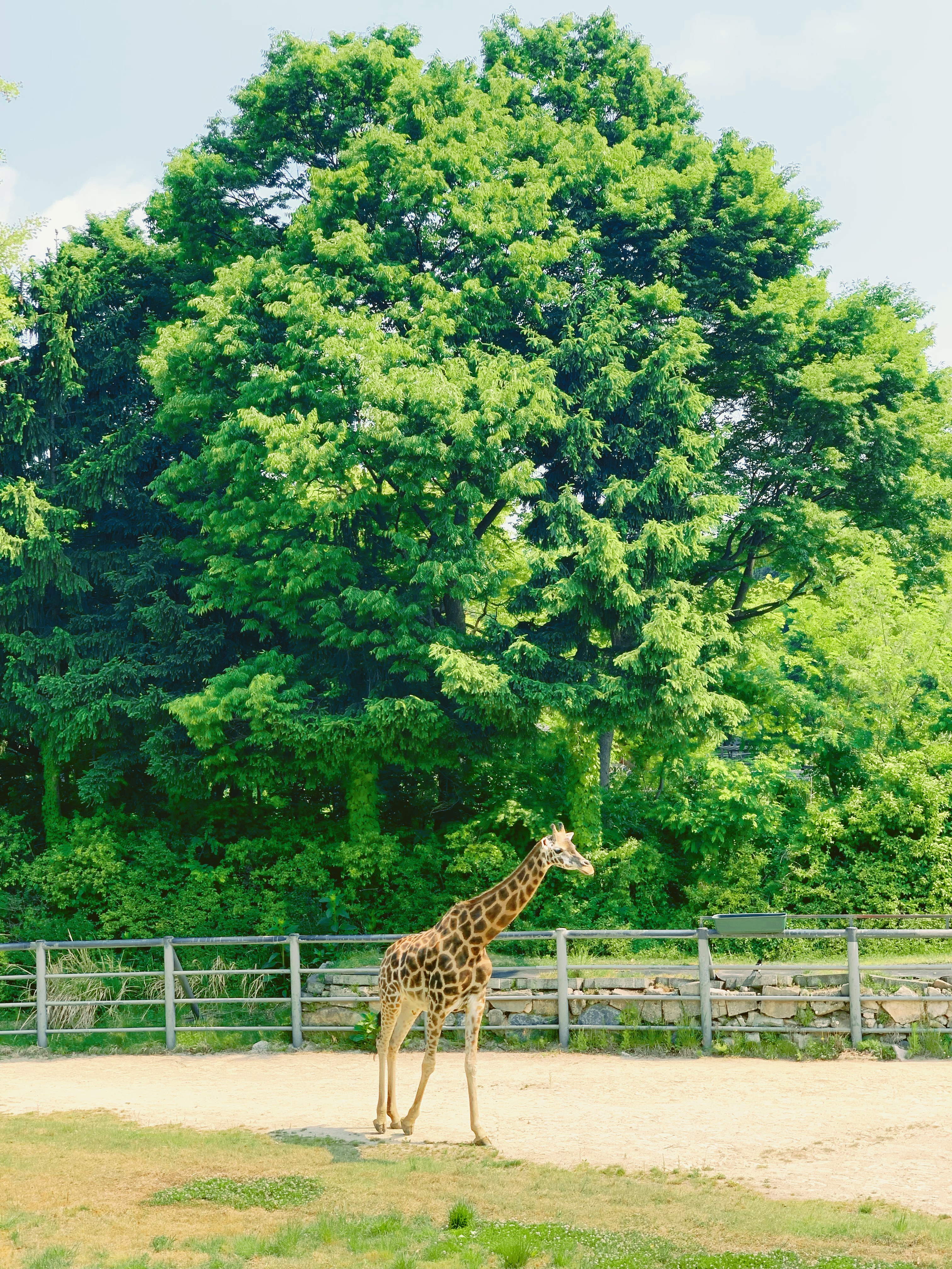 
                        一天玩轉 #首爾樂園##首爾大公園# 動物園不用去太早，動物們都太懶了??游樂園平日去！別問我是怎么知道噠～
