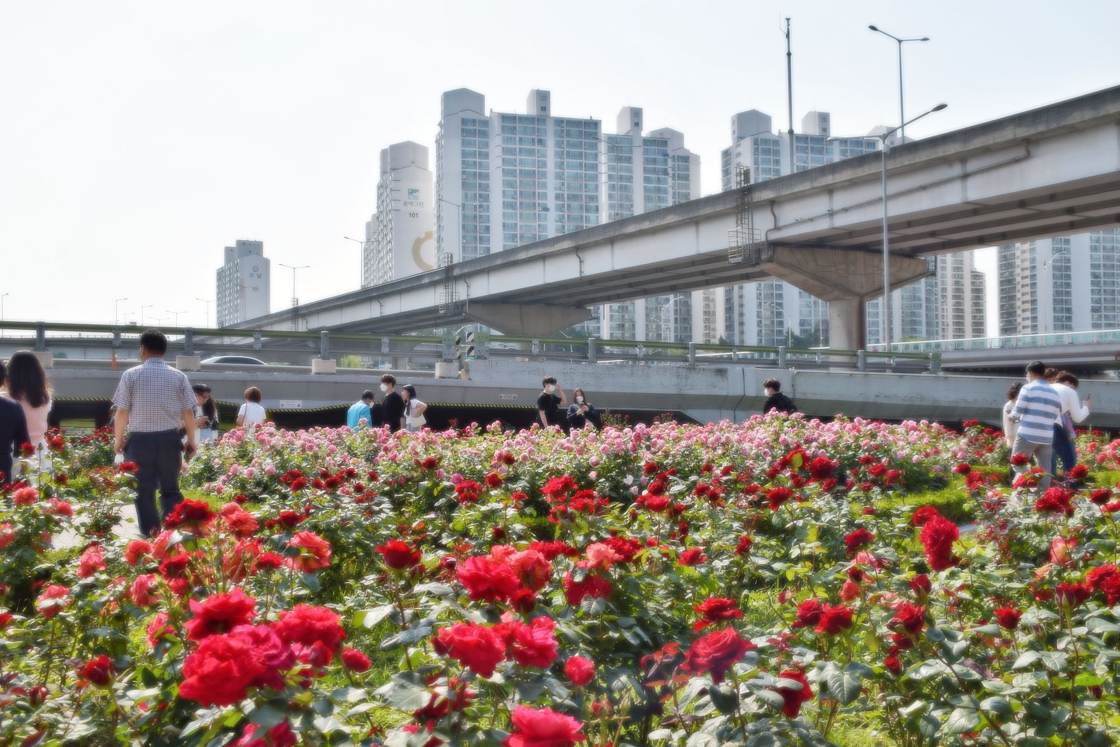 
                        #韓國網紅打卡地# #韓國旅游# #韓游網# 【韓國中浪玫瑰慶典】——初夏的浪漫介紹隨著天氣轉暖，夏天的來臨，喜歡欣賞花或者喜歡拍照的大家一定不要錯過玫瑰季。今天要介紹的是位于首爾市區的中浪玫瑰園，這里培育了各式各樣的玫瑰，現在也正是開放的季節，快叫上小姐妹一起前往吧地址：首爾 中浪區 木洞335韓文地址：?? ??? ??? ??335交通：乘坐地鐵6、7號線在泰陵站下車 營業時間：全天門票：無前往中浪玫瑰園中浪玫瑰園距離回基、東大門等區域非常近，交通也很方便，可以乘坐公交或者地鐵前往。中浪玫瑰園位于中浪川上，風景宜人，還可以騎行自行車或者散步。而玫瑰園僅位于中浪川的一側，建議直接泰陵站8號出口出來，順著人流方向，或者小橋方向，直行，前往入口1。各式各樣的玫瑰慶典到達玫瑰園之后可以選擇從上面走或者沿著中浪川的水流走，那上面的部分被規劃為了玫瑰拱門，可能因為陽光照射不足的原因，開花時間較晚，而且不好出片，因為上面的人很多，且光線被遮擋。而大片的玫瑰花海位于下面的區域。中浪玫瑰園培育了多品種的玫瑰花，粉色、紅色、黃色、橘色、白色、漸變色等等，大家可以有選擇性的觀賞和拍照。不過周末這里游客真的很多，建議大家選擇工作日前往。另外這里下午比上午人多，大家可以參考。除了玫瑰之外這里原本還有大片油菜花田，只不過現在已經錯過了油菜花花期了，大家可以明年的時候來看看哦~最近玫瑰還在盛開的季節，大家可以趁著花期趕快前往，預計一兩周以后就沒有這么盛開的景象了。那這篇攻略介紹到這里，大家玩的愉快！
