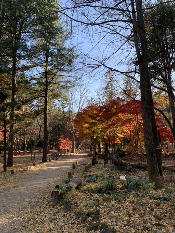 
                         #韓國景點##韓國網紅打卡地# 超美的南怡島！超級推薦夏秋游玩～夏天大樹綠油油！鳥語花香～秋天滿地的落葉??十分出片！