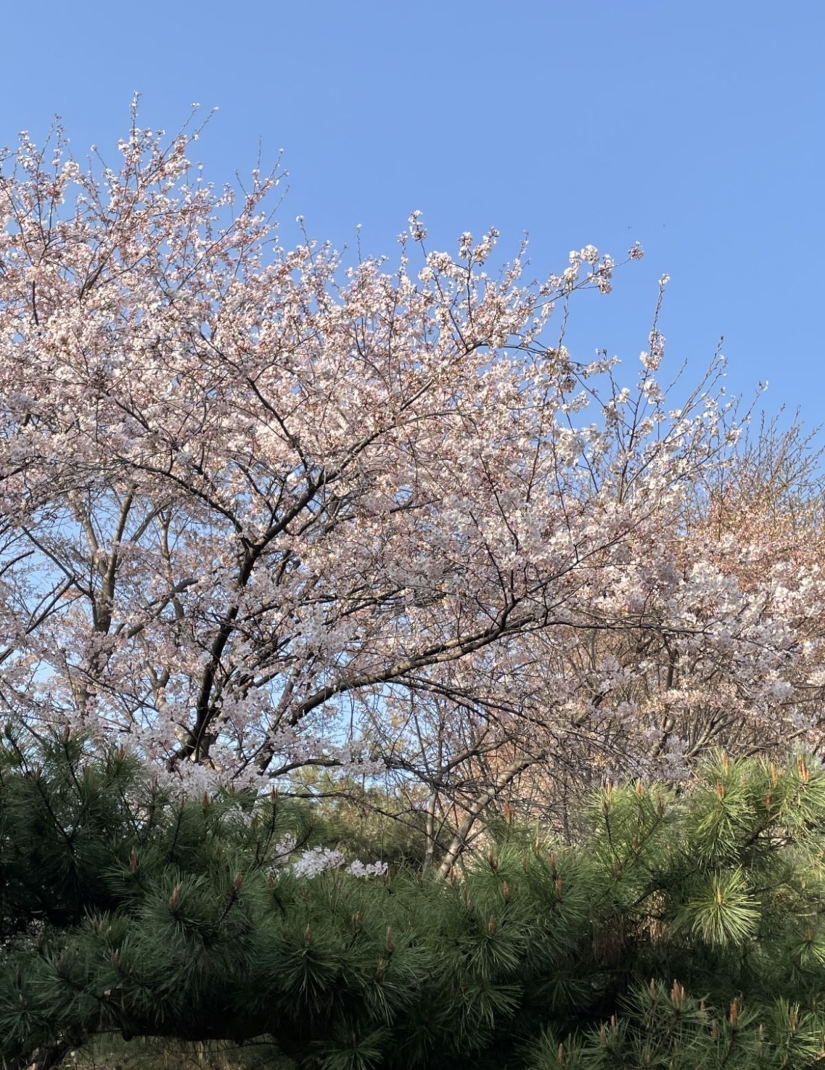 
                         #韓國旅游##韓國網(wǎng)紅打卡##首爾爬山##首爾戶外# 首爾安山_仁王山登山路線攻略｜先收藏4月再去!櫻花要去山上看??！