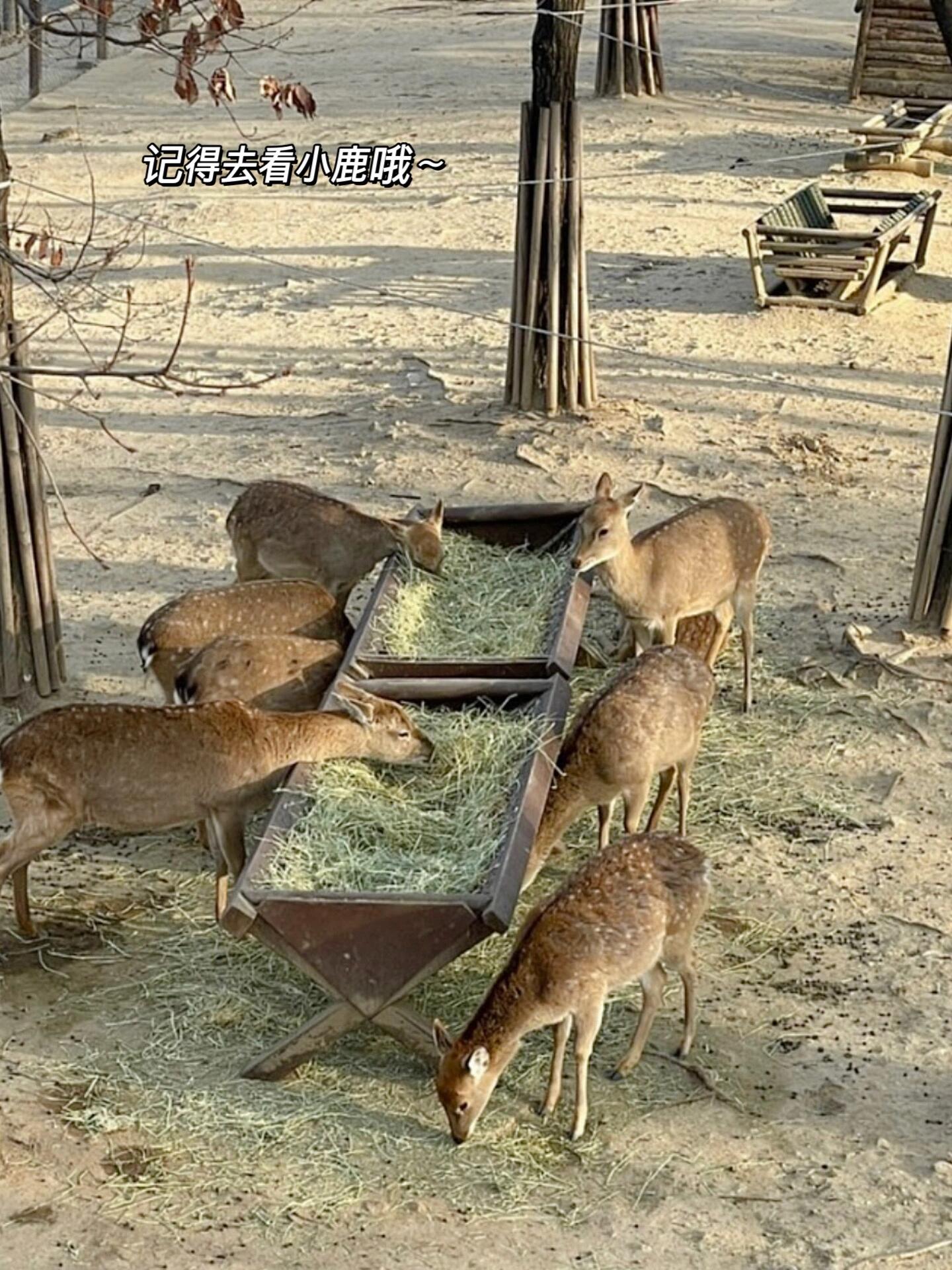 
                        ????首爾之旅??郁金香花季限定美景????首爾林的郁金香盛開的季節(jié)來(lái)臨啦~預(yù)計(jì)5月初將是花開最盛的時(shí)候，現(xiàn)在前往也是美不勝收呢在陽(yáng)光明媚的日子，邀請(qǐng)朋友一同欣賞花海，拍照留念，野餐，順帶去看看小鹿，絕對(duì)是一次美好的體驗(yàn)近期來(lái)首爾的朋友們一定不要錯(cuò)過哦~首爾林周邊還有許多美食餐廳和風(fēng)格獨(dú)特的咖啡廳，快閃店等可以在我的筆記里找到哦~??首爾林地址：?? ??? ???1? 685-20首爾 城東區(qū)圣水洞一街685-20（地鐵??盆唐線首爾林站4號(hào)出口）#韓國(guó)旅行#韓國(guó)自由行#圣水洞#首爾林#首爾探店#韓國(guó)日常#郁金香#首爾林#郁金香#郁金香拍照