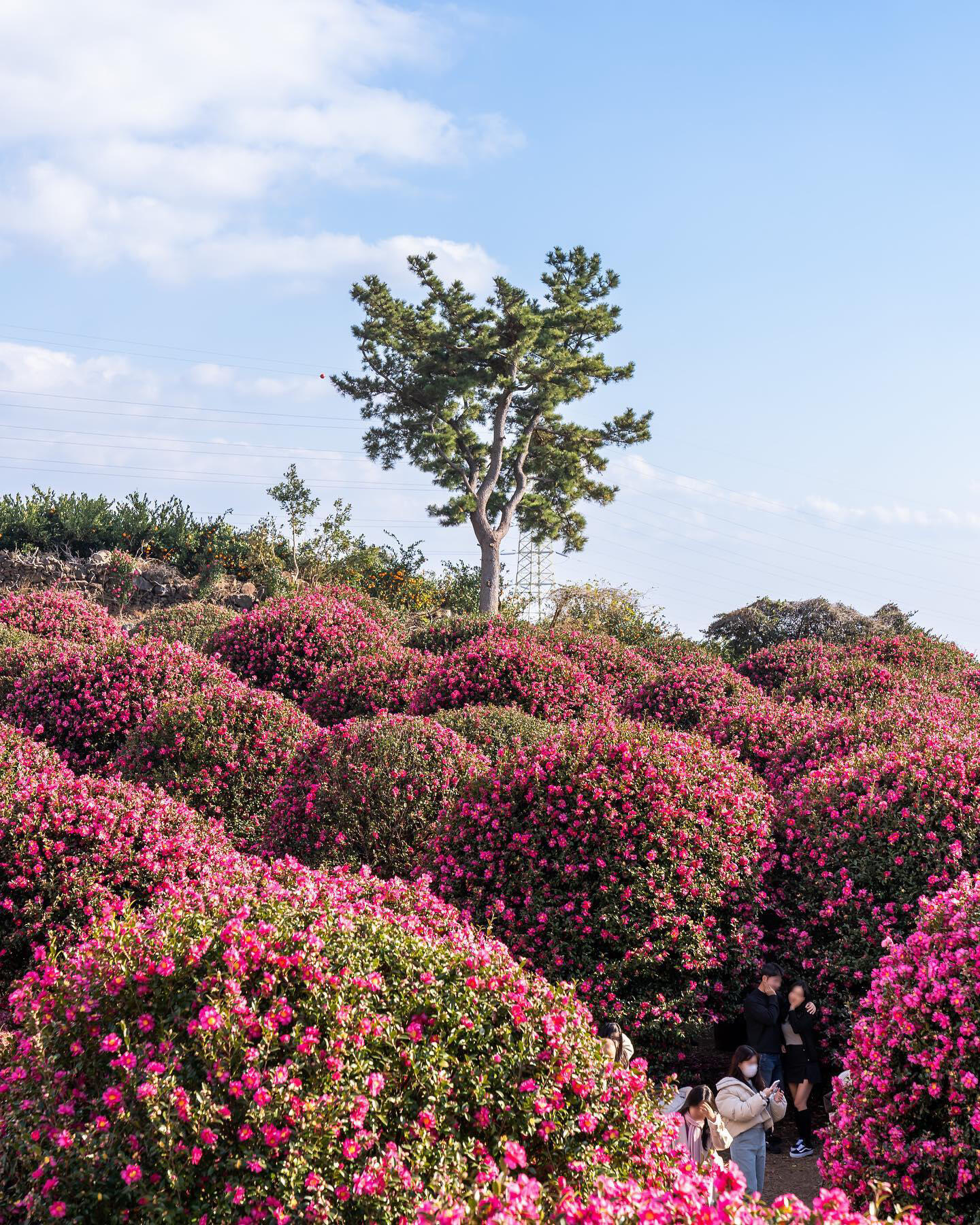 
                        韓國(guó)濟(jì)州島森林中的咖啡館 | Camelia forest??Camelia forest / 韓國(guó)濟(jì)州島??位置：?? ???? ??? ???? 53-38??營(yíng)業(yè)時(shí)間：09:00 - 17:30#咖啡探索 #咖啡愛(ài)好者 #咖啡館 #創(chuàng)意靈感 #森林咖啡館 #早安咖啡 #森林 #放空的咖啡館 #高顏值咖啡館 #今天你喝咖啡了嗎 #韓國(guó) #濟(jì)州島 #濟(jì)州島咖啡館 #韓國(guó)咖啡館 ????????
