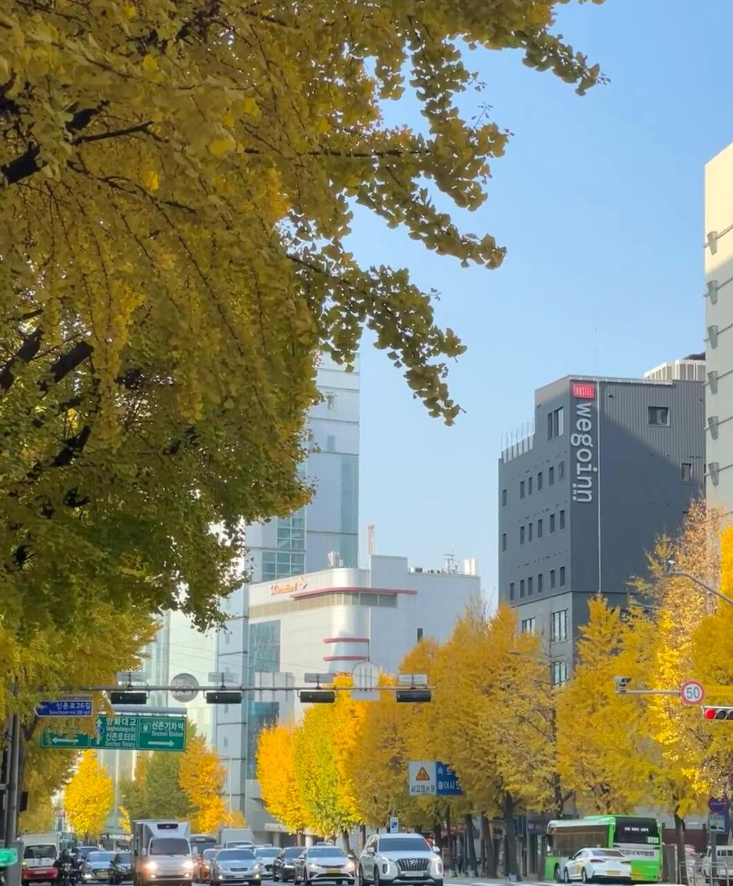 
                        秋日首爾，10月的驚艷之旅??計(jì)劃在10月份游覽首爾的朋友們，有好消息啦??雖然沒(méi)有滿城的金黃色，但這種自帶韓劇背景音樂(lè)的溫柔、清新和浪漫，??????●肯定是首爾獨(dú)有的!在我之前整理的秋季觀賞地點(diǎn)清單中，又增加了幾個(gè)令人驚艷的地方!??圖1~4三清洞這是一個(gè)將傳統(tǒng)韓屋與歐式裝飾完美融合的地方，亮黃色的銀杏葉在空中飄舞，手里拿著一杯熱咖啡，漫步在街頭，急切地想要與秋天的氣息相撞!??圖5~7龍山公園這是許多攝影博主和ins網(wǎng)紅都喜歡的地方，作為梨泰院附近的美國(guó)駐軍基地，這里的秋天有著獨(dú)特的美式風(fēng)格。#首爾旅行 #韓國(guó)旅行攻略 #我的咖啡日記 #韓劇分享
