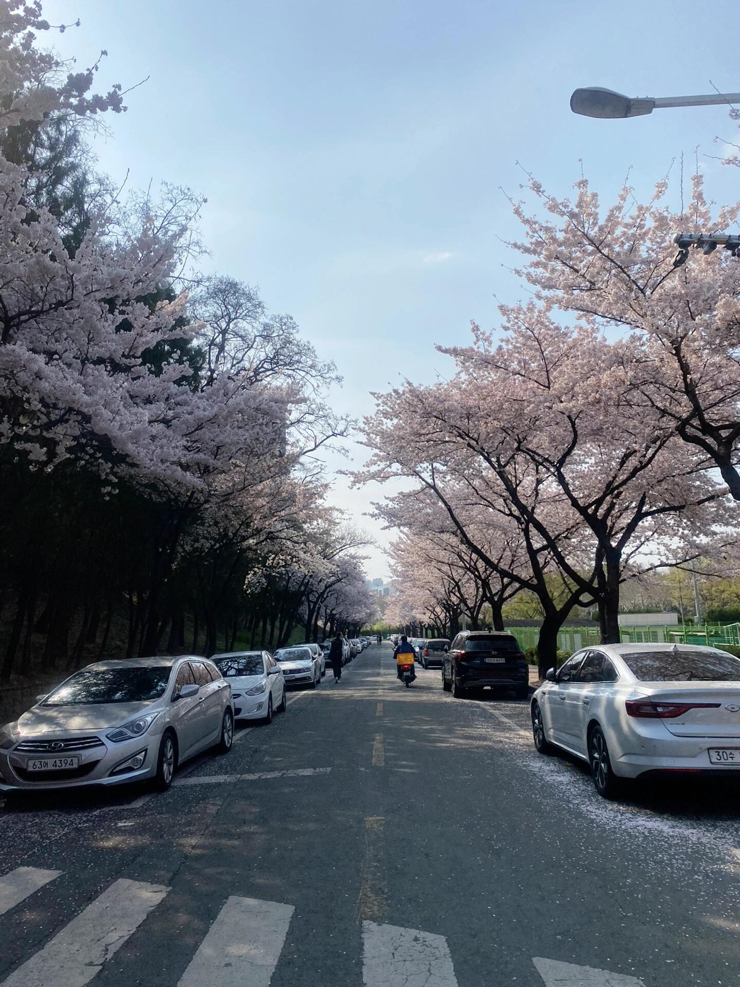 
                        ????韓國留學生活實錄：已經兩個月啦！??到韓國已經快兩個月了，逐漸習慣了這里的生活節奏。但是，作為一個地道的四川人，我還是忍不住想念家鄉的火鍋??和串串香??，辣味是我們的靈魂啊！分享一下我這一個多月的留學心得，希望能給即將踏上這段旅程的朋友們一點幫助！??1?? 我是2月23日抵達韓國的。購買機票時，北方地區如山東、遼寧通常有直飛航班，價格也相對合理。而南方地區如四川，可能需要中轉，直飛雖有但價格偏高。2?? 登機前別忘了在線填寫防疫Q-CODE，這對下飛機后很有幫助。如果沒有登陸證，記得填寫相關表格，以免排隊等待時間過長。3?? 心理準備很重要，學會獨立是關鍵。4?? 前往學校的路上可以選擇機場大巴??或地鐵前往首爾，再換乘KTX。有個微信小程序“韓國korail火車”可以購買KTX票，支持微信支付，當然現場購票也是可行的。5?? 生活用品推薦去???購買，性價比高很多，還支持支付寶支付。6?? 課程全是韓語授課，剛開始可能不習慣老師的語速，但多聽多練習就會好很多。課后復習很關鍵，老師通常會發放課件。7?? 初到韓國可能會感到壓力山大，我也經歷過思鄉、學習和生活的壓力。勇敢一些，多交朋友，多聊天，情緒會慢慢變好。8?? 嘗試多和外國人交流，這樣可以拓寬視野，同時也是鍛煉口語的好機會。我發現在韓國口語進步特別快。9?? 韓國的食物可能不太適應，可以去中國超市或者托運一些下飯醬。韓國的辣椒醬和中國的完全不同，我已經嘗試過了。?? 想要豐富大學生活，可以參加社團或學生會。???認真學習，每天都有進步！如果大家有更好的建議，歡迎在評論區分享哦！#我的留學生活 #韓國 #韓國留學日常 #韓國留學生 #留學那些事 #韓國生活 #韓國留學申請 ????