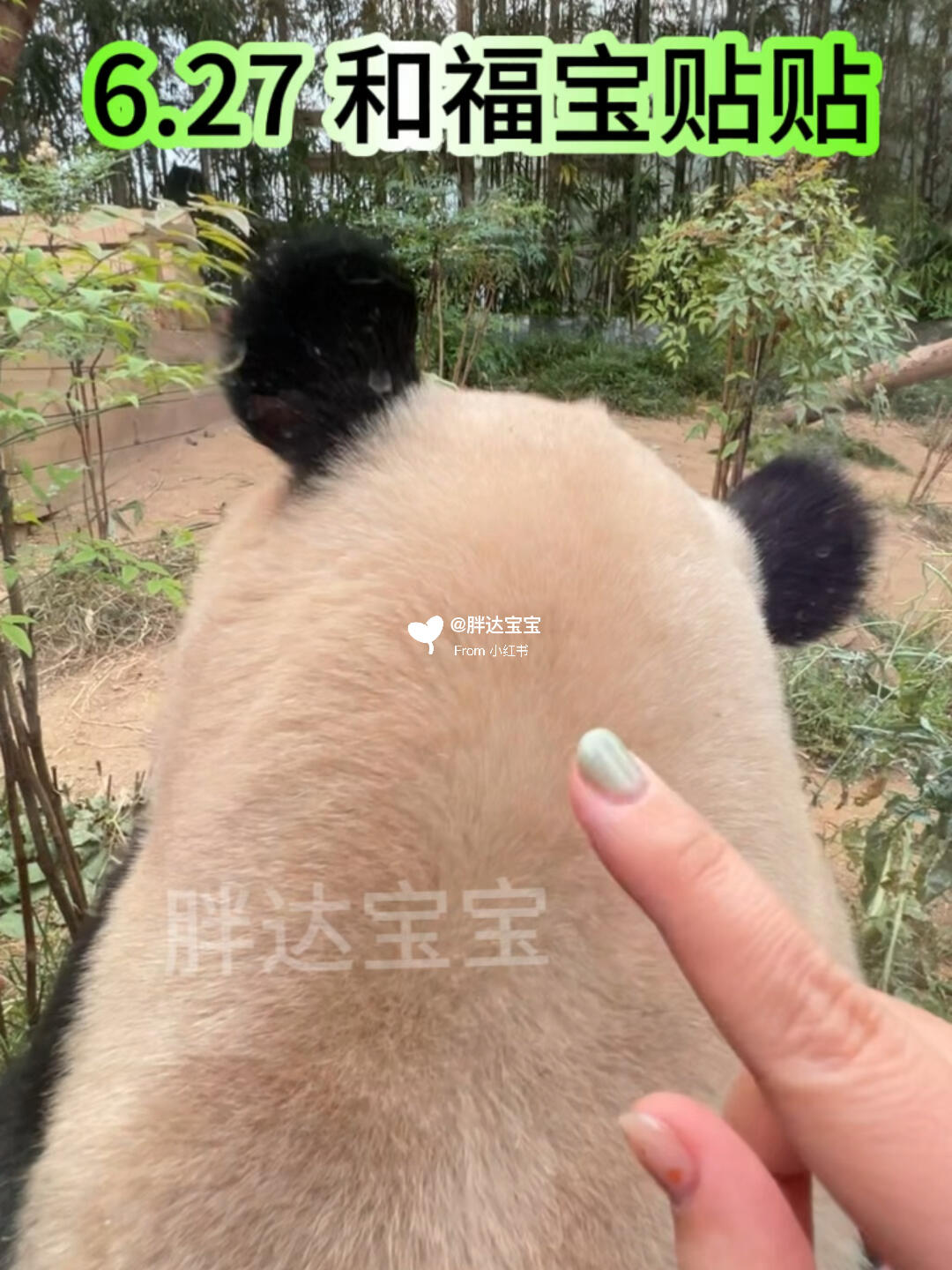 
                        6.27來與福寶親密接觸吧！感激宋寶！！！????哇哇哇，感激宋寶的精心設計！?? 這是我與福寶之間最近的距離了！???? #這也太萌了吧 #大熊貓福寶 #愛寶樂園 #韓國旅游 ???? 我的眼淚止不住的流！??