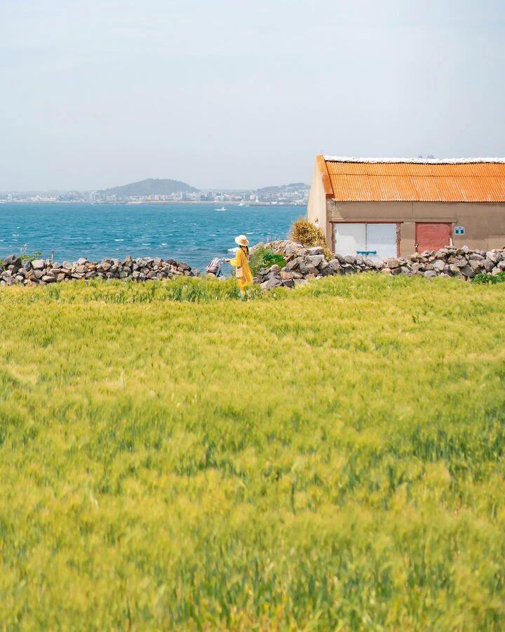 
                        5、6月去韓國????濟州島超值游玩攻略?5、6月份有沒有要去濟州島游玩的朋友呢？?? 除了之前介紹的一些人氣景點之外，下面這幾個景點也值得去打卡哦，這兩個月最漂亮~??圖2-4.?????距離濟州機場很近的一家咖啡店，店鋪外面的院子里有一條長長的玫瑰隧道，每年玫瑰盛開時節特別漂亮！?? 花香滿園，非常治愈！6月份繡球花盛開的時候，這里還能看到繡球花。??因為這段時間訪客很多，建議大家上午早點去，人少，拍出的照片更美~? 因為距離機場近，大家可以第一天或者旅行最后一天去。TIP:1. 店鋪附近有停車場??2. 入店需要點飲料，不要只想著拍照，畢竟人家是咖啡店嘛??3. 訪客多的話，出餐有點慢??營業時間：10:00-18:00地址：??? ??? ??5? 6、濟州市 朝天邑 北村五街6圖5-7.?? ???一家面朝大海，盛開著雛菊的咖啡廳，不論是從店里看海景還是店外都很治愈！??店鋪距離山房山挺近的，大概就10分鐘左右車程，去山房山等附近人氣景點玩的時候，可以順道去喝杯咖啡歇歇腳~??地址：?? ???? ??? ???? 49-17、濟州 西歸浦市 安德面 南德路49-17營業時間：9:30~21:00圖8-11.???5月份，島上的一大片金黃色的麥田特別壯觀！在田間騎自行車也是別有一番味道~海風吹著特別舒服~???♀?地址：?? ???? ??? ???、濟州 西歸浦市 大靜邑 加波里（圖片cr._to.elena,fromyuri__,minilife_pic, _mallang__d_）#韓國旅行 #韓國自由行 #濟州島旅行 ??