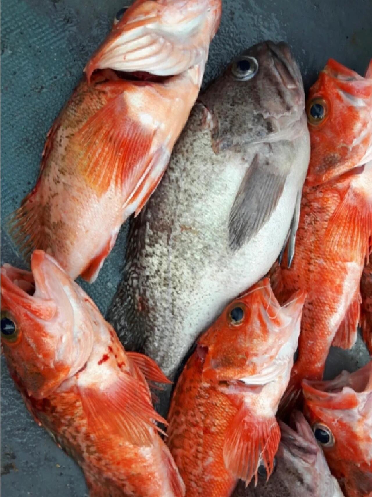 
                        釜山出海釣魚~釜山海釣體驗??俗話說~靠山吃山，靠海吃海??美麗的海邊城市，怎能不去體驗一下出海釣魚呢??迎著朝陽而出，日落而歸。這種感覺不要太棒??釜山自由行又多一個新玩法???釜山出海釣魚體驗感真的不錯哦~ 有想的小伙伴可以試試哦??#釜山 #釜山美食 #釜山旅游 #釜山釣魚 #釜山海釣 #釜山游艇 #韓國旅行 #釜山旅行攻略 #日落 #海邊日落 #海釣 #一起去看海 #釜山海雲臺 #釜山廣安里 #釜山旅游必去