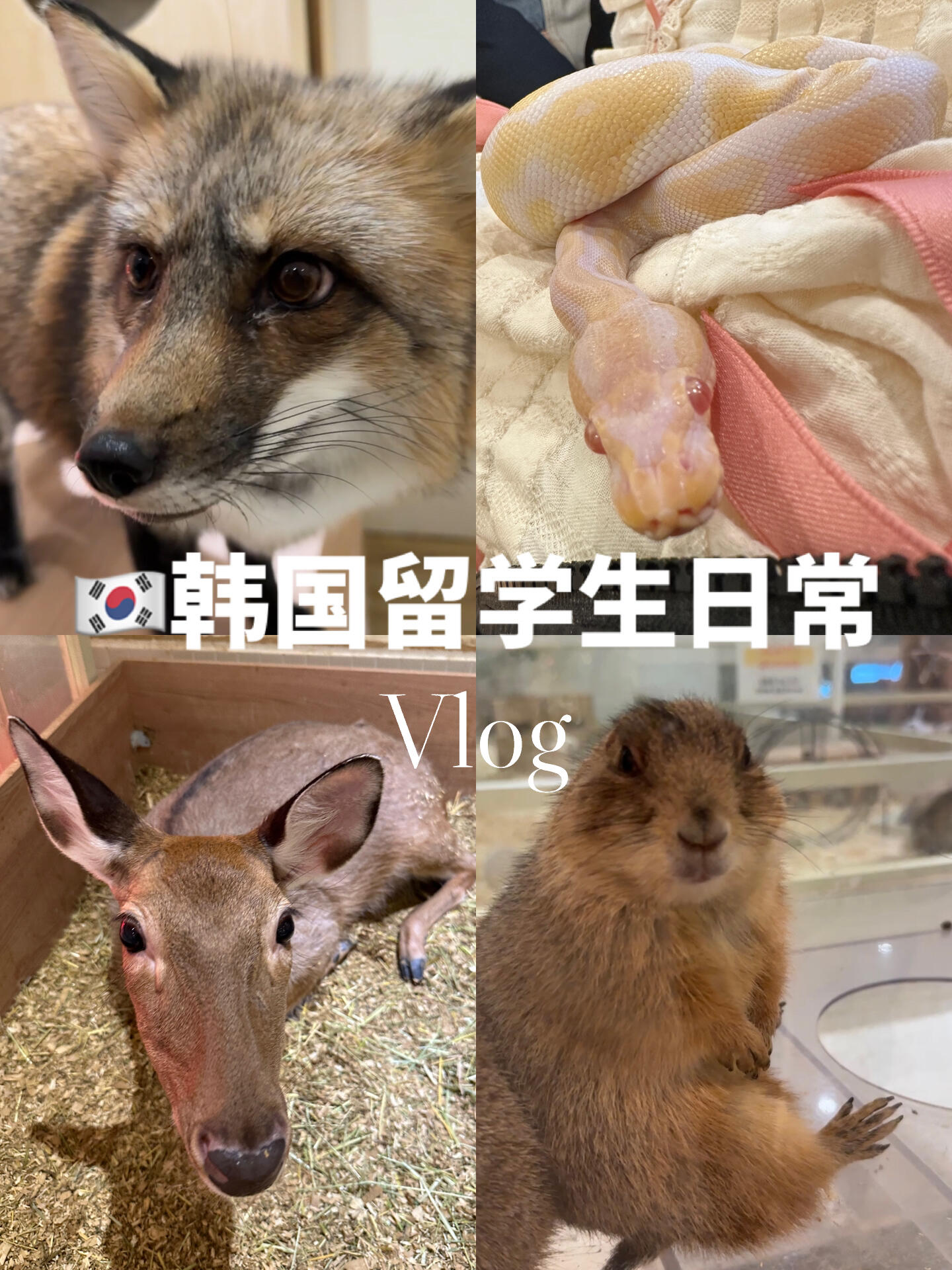 
                        ????韓國留學Vlog｜韓國探店 異寵咖啡店今天分享的是一家????韓國的異寵咖啡（室內動物園）??在逛小紅書時偶然發現的韓國大田好去處，店名是????，這是在大田市正式注冊的動物園????之前去過貓咖或者狗咖、浣熊咖，但這是第一次去種類相當豐富的室內動物園咖啡店，里面不光有貓咪和狗狗還有狐貍、狐獴、袋鼠、鹿、荷蘭豬、兔子、土撥鼠、刺猬、豬豬、各種鳥類和爬行類異寵等等????大部分動物都是開放式互動的，只有特定動物區域需要飼養員的指引才能進入互動，狐貍是每個整點開放（因為是開放的 店里宣傳：? ??? ??? ????? :) 這個空間的主人公是動物）要留意注意事項哦～??店內的動物都很主動，店員也特別熱情（很有愛心的感覺），不會有因為初次來陌生冷場的感覺！??互動時會免費分一些零食，還可以自己購買對應動物喜歡的零食投喂，2000?左右并不是很貴，小動物會瘋狂搶，很有互動感??店內還出售點心和飲品，看起來很不錯，玩累了可以在休息區吃個下午茶???之后好像還會有學習為寵物制作手工零食和營養學課程，并且店內還有出售和領養業務，對此感興趣的小伙伴可以去咨詢～????店名：??????地址：?? ?? ??? 15 ???? 4???價格：入場費13000韓元（兩小時，超出可以續費）#韓國探店 #韓國留學日常 #留學vlog #韓國留學生 #韓國生活 #vlog #我的留學生活 #我的日常Vlog #韓國咖啡廳