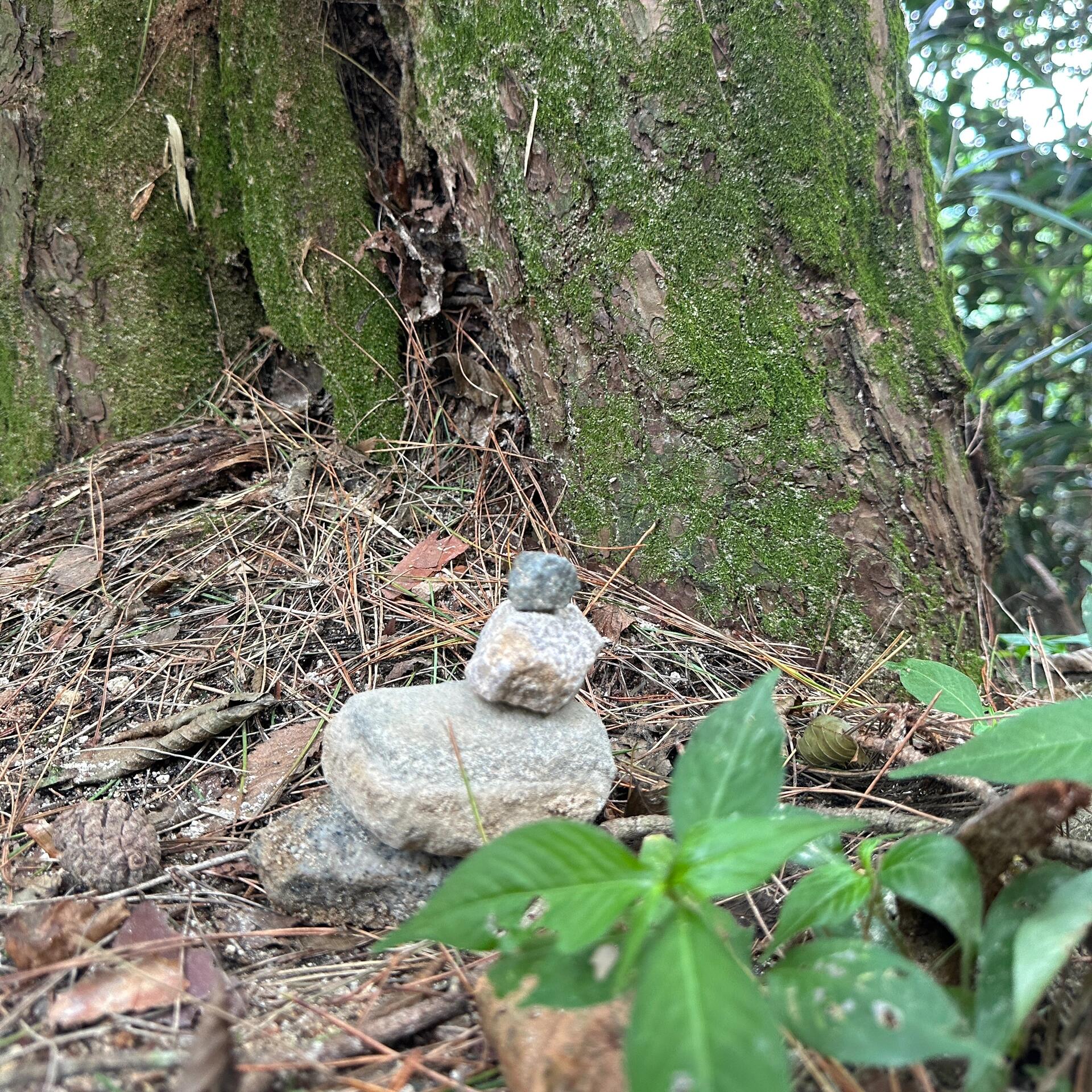 
                        ????慶州周末游|尋找最美????周末因朋友婚禮之喜，順道在慶州漫步???♀?意外發現，這里的每一處都是拍照圣地????尤其是東宮月池，夕陽余暉下的美景，簡直讓人心動??！強烈推薦大家選擇傍晚時分前往，不僅能捕捉到夕陽的溫柔，還能靜候夜幕下的燈火闌珊。記得門票是成人3000韓幣哦！??除此之外，佛國寺和石窟庵也是不容錯過的打卡地。雖然需要走山路，但風景絕對值得每一步。出發前記得輕裝簡行，防曬措施做好！慶州共有16個景點，游客中心可以蓋章留念???。如果你也是集章控，不妨提前規劃好你的探索路線。??雖然這里的面包小吃名氣大，但我個人并沒有嘗試，因為外觀并不吸引我。反而是那家?????，毛蚶拌飯實在太贊了！在那兒拍的照片也是美美噠??總體來說，慶州這座城市古韻悠長，很適合悠閑的散步。但如果是專程前來旅游，我個人覺得或許不必。很多景點雖然名氣大，但實際上讓我有些“就這？”的感覺。不過，韓國的宣傳和城市規劃確實做得很好，一個小城也能吸引眾多歐美游客。作為山西人的我，不禁為山西的文物感到可惜，它們同樣值得被世界看到。#韓國慶州 #慶州旅游 #歷史文物 #慶州探索