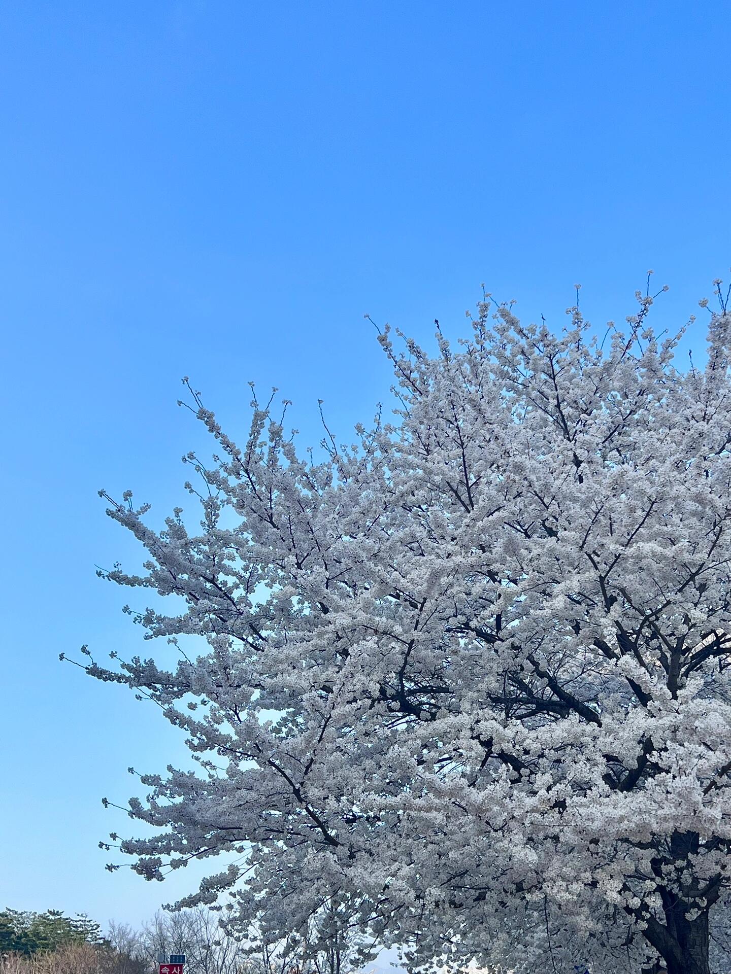 
                        ?????♀?首爾汝矣島漢江公園的春日櫻花之旅這周首爾的春意盎然，陽(yáng)光明媚，溫度適宜，正是外出踏青的好時(shí)節(jié)！??我和朋友們相約在漢江公園欣賞盛開(kāi)的櫻花，感受春天的氣息。??從地鐵????站3號(hào)出口一出來(lái)，就被兩旁綻放的櫻花樹(shù)迎接，仿佛走進(jìn)了粉色的夢(mèng)幻隧道。????我們選擇了租賃單人自行車，價(jià)格實(shí)惠，只需5000韓元就能享受2小時(shí)的騎行樂(lè)趣。沿著漢江邊的自行車道騎行，微風(fēng)拂面，櫻花瓣隨風(fēng)飄落，美不勝收，心情也隨之愉悅。???♀???#旅游 #春季賞花好去處 #拍照 #櫻花 #櫻花季 #韓國(guó) #留學(xué)韓國(guó) #韓國(guó)生活 #韓國(guó)日常 #漢江 #漢江公園 #首爾漢江 #韓國(guó)漢江