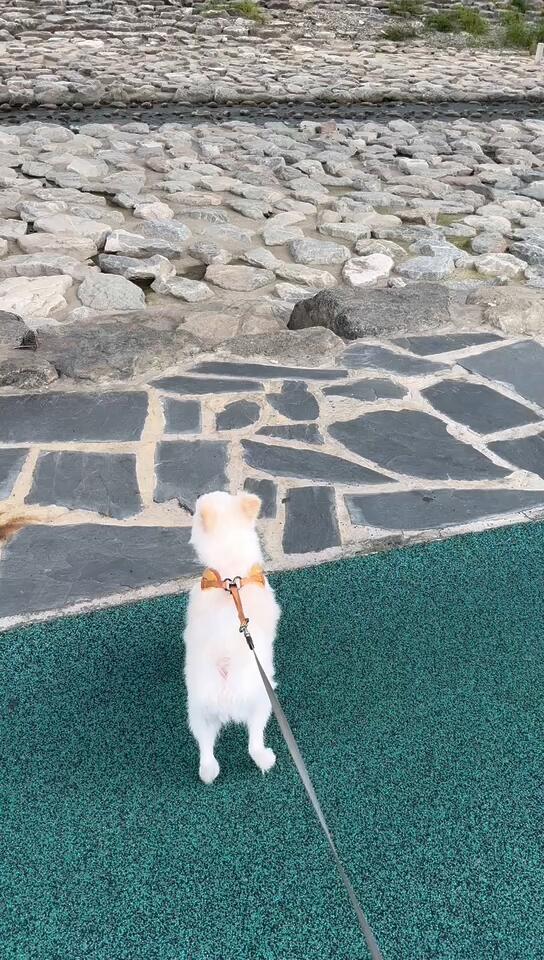 
                        首爾狗狗寄養天堂??????????家中有一位毛茸茸的小公主（博美犬，甜美女孩，一歲半，已絕育哦~）等待小伙伴們的加入！??來寄養的寶貝們，請帶上自己的狗糧、尿墊和牽引繩，保持習慣統一哦！??我們在高麗站、安巖站、祭基站提供上門接送服務，其他地區的家長們就需要自己接送你們的毛孩子啦！??住宅環境超棒，兩室一廳寬敞明亮，絕對不會讓狗狗們感到有任何壓抑感。??家門口就是高麗大學，后院還有清澈的小溪，遛狗絕佳去處！?????每天兩次遛狗時間，每次保證30-40分鐘的快樂時光，讓狗狗們盡情奔跑！??隨時隨地，想念寶貝的時候，就會有照片和視頻傳送給你，讓你放心！??無論是寒暑假、小長假還是周末出游，我們都開放寄養服務，隨時歡迎咨詢和預約！#首爾狗狗寄養 #韓國寵物寄養 #首爾寵物 #狗狗生活 #韓國首爾 #高麗大學 #慶熙大學 #建國大學 #弘大 #新村 #延世大學 #梨花女子大學 #東大門 #寵物友好 #狗狗樂園 #首爾旅行 #韓國生活 ???????