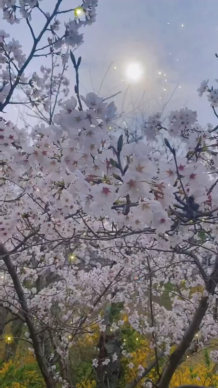 
                        ?? 釜山賞櫻記：錯(cuò)過(guò)濟(jì)州島，但春意依舊濃 ??昨日春雨綿綿，櫻花紛紛落下，不知又有多少花開(kāi)花落的故事。雖然今年的櫻花季告一段落，但別忘了，花謝花飛花滿(mǎn)天，明年春暖花開(kāi)時(shí)，又是一番好景致。錯(cuò)過(guò)了今年的櫻花，小伙伴們不必太過(guò)遺憾，生活總會(huì)有些小遺憾，讓我們期待來(lái)年的美好。隨著四月的到來(lái)，從愚人節(jié)的歡聲笑語(yǔ)，到香港的復(fù)活節(jié)假期，臺(tái)灣的清明節(jié)春假，再到我們祖國(guó)與韓國(guó)關(guān)系的溫暖回暖，旅游政策的逐步開(kāi)放，作為一個(gè)熱愛(ài)旅行的人，我的心再次充滿(mǎn)了對(duì)遠(yuǎn)方的向往和激情。這段時(shí)間實(shí)在太忙，視頻還沒(méi)來(lái)得及上傳，精力有限，但我會(huì)盡快補(bǔ)上櫻花系列的視頻，帶大家一起感受春日里的韓國(guó)櫻花之美。如果你喜歡我的分享，別忘了點(diǎn)贊和關(guān)注哦，你們的支持是我最大的動(dòng)力！感謝??一路有你們的陪伴。#韓國(guó)旅游攻略 #首爾周邊游 #首爾周邊旅行地推薦 #春日櫻花漫游 #櫻花 #賞櫻之旅 #賞櫻
