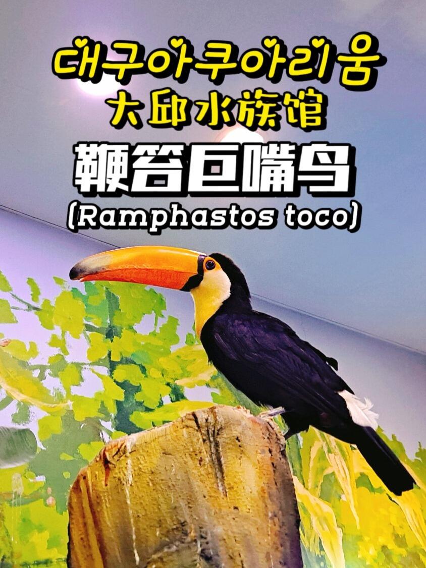 
                        ???? 大邱水族館探秘 | 魅力鞭笞巨嘴鳥(niǎo)????????????_________________在遙遠(yuǎn)的拉丁美洲熱帶雨林深處，有一種顏色斑斕、喙巨無(wú)比的鳥(niǎo)類(lèi)——鞭笞巨嘴鳥(niǎo)(Ramphastos toco)。它們?cè)诹珠g跳躍，美麗異常。-???而在韓國(guó)大邱，你不用跨越半個(gè)地球，就能在東大邱巴士客運(yùn)站樓上的新世界百貨店9層，近距離欣賞到這種奇妙的鳥(niǎo)類(lèi)。-這些鞭笞巨嘴鳥(niǎo)的喙部獨(dú)特，邊緣鋸齒狀，長(zhǎng)達(dá)15-25厘米，幾乎是它們體長(zhǎng)的三分之一！-雖然它們?cè)旧钤趶陌⒏⒌侥鞲绲臒釒擦?，以果?shí)、種子為食，偶爾也會(huì)捕食昆蟲(chóng)、蜥蜴等小動(dòng)物，但在大邱水族館，你可以輕松見(jiàn)到它們。_________________???大邱水族館?? 這里匯集了豐富的亞熱帶觀(guān)賞魚(yú)和各種特色水域生態(tài)，讓你仿佛置身自然野趣，感受生物之間的和諧共處。超過(guò)330種、46000個(gè)生物在此棲息，加上炫彩燈光，定會(huì)讓你留連忘返。_________________??門(mén)票信息:成人單次票: 29000韓元(CNY 159)年票: 120000韓元(CNY 661)(*免費(fèi)停車(chē)2小時(shí))*年票注冊(cè)時(shí)需帶本人照片_________________??開(kāi)放時(shí)間: 每日 11:00--20:00_________________??地點(diǎn): ????? ?? ??? 149 ?????? ??? 9?_________________#大邱 #韓國(guó)大邱 #大邱旅游 #大邱探店 #樂(lè)在大邱 #東大邱站 #韓國(guó)旅游種草 #韓國(guó)室內(nèi)動(dòng)物園 #巨嘴鳥(niǎo) #韓國(guó)旅游 ????????????????????