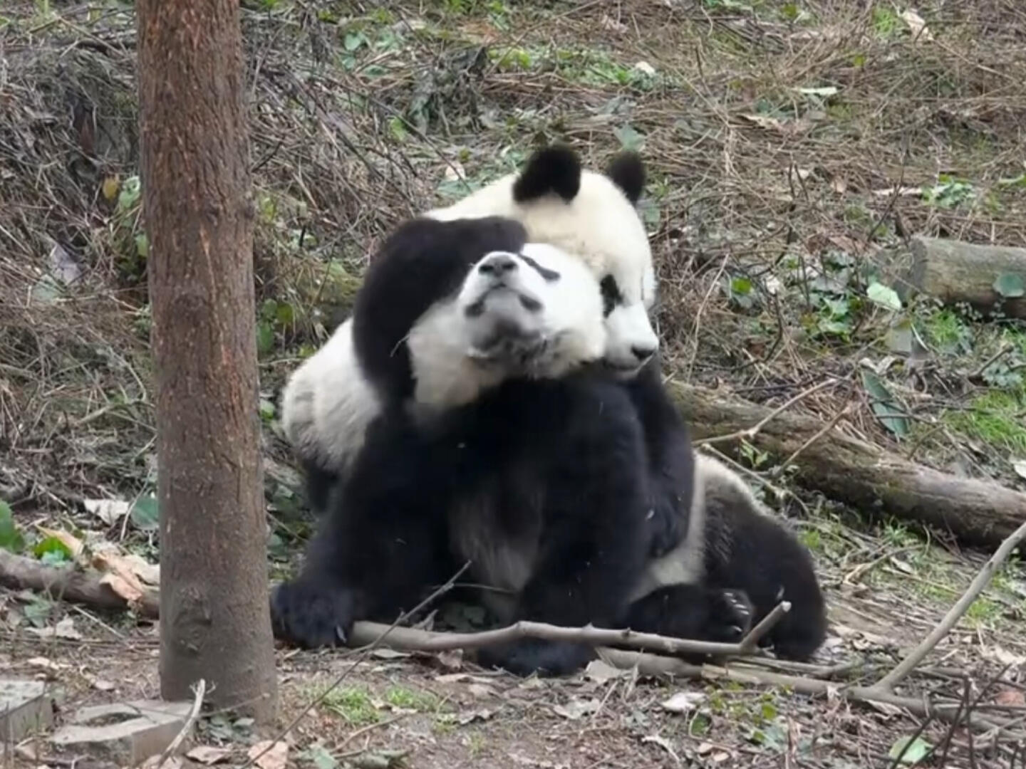 
                        回憶童年：華陽小朋友與妮妮的幼兒園小打小鬧????20231004 PandaTV帶來的最新趣事！想象一下，陽光明媚的碧峰峽，兩個小朋友在幼兒園的天真歲月。小華陽和小妮妮，因為一棵樹的所有權，展開了一場“戰斗”??。那時候的華陽小朋友，真是個調皮的小搗蛋，總是找妮妮麻煩呢！#華妮 #大熊貓華妮 #大熊貓愛寶 #華陽 #大熊貓華陽 #碧峰峽熊貓基地 #愛寶樂園 ????