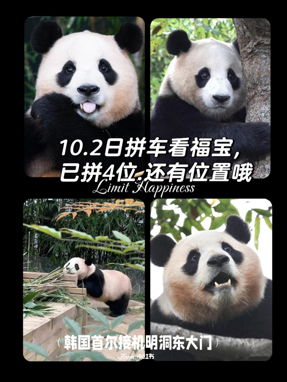 
                        ??10.2愛寶樂園出游，4人成行，快來加入我們！??愛寶樂園中秋一日游????已經拼到4??位小伙伴，我們準備出發啦！??享受酒店至樂園的往返接送服務，無需擔心交通問題！??門票全包，無額外費用，省心省力！?從早上9點到晚上9點，整整一天的樂趣不間斷！??帶上你的相機，和熊貓搭子一起留下美好回憶！??#熊貓 #搭子 #度假酒店 #韓國免稅店 #明洞 #韓國愛寶拼車 #愛寶樂園 #韓國愛寶樂園 #福寶 #大熊貓福寶 #愛寶 #樂寶 #韓國愛寶游樂園 #動物園 #大熊貓 #來拍照了 #每日分享??快來加入我們的愛寶樂園之旅，一起享受一個充滿歡笑和驚喜的中秋假期吧！??