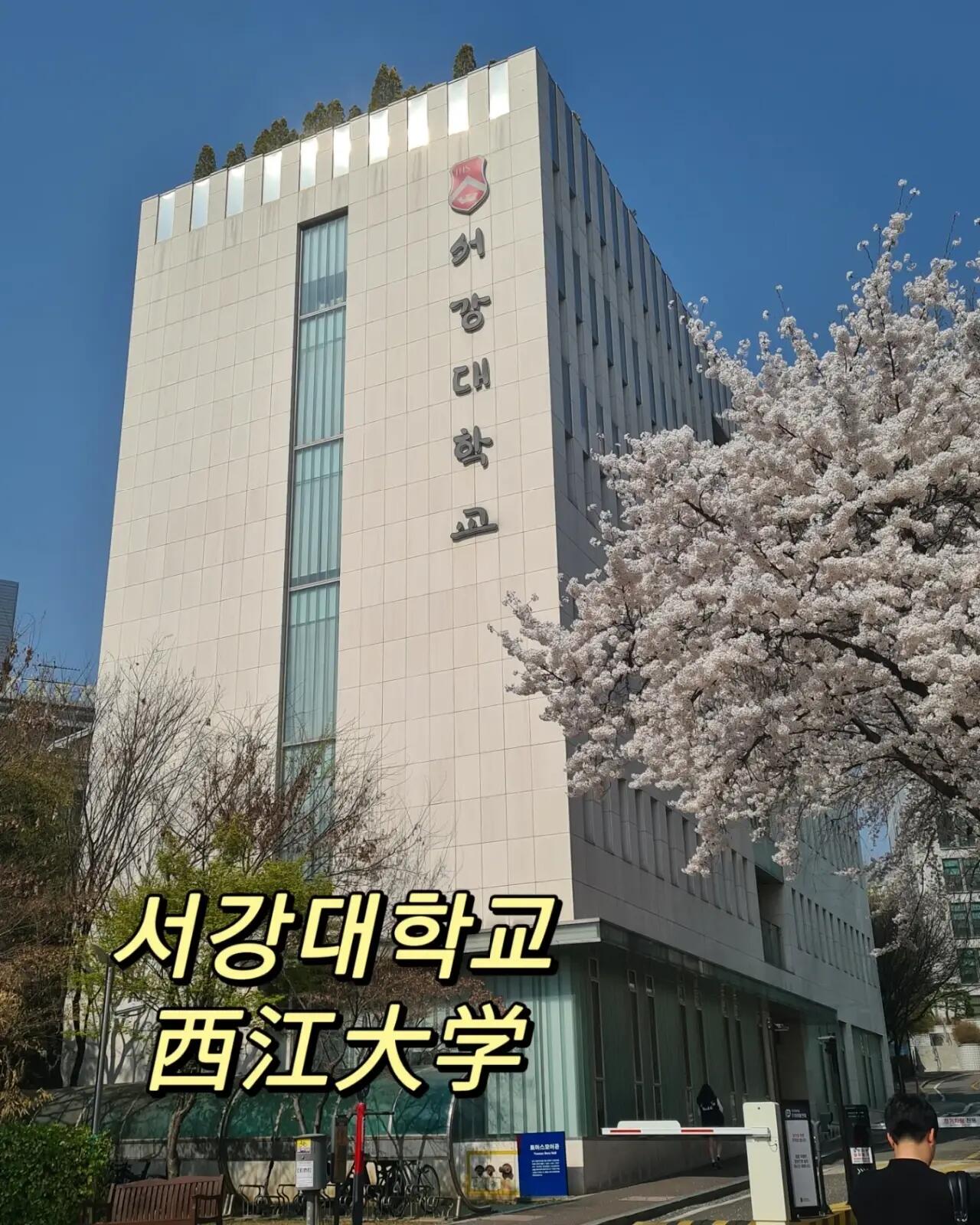 
                        2023年-首爾賞櫻地點大集合??經過一個星期的奔波，總算把大部分能在首爾可以賞櫻??的地點集合起來。個人最推薦首爾林還有石村湖公園。看過那邊的櫻花滿開的盛況真的讓我很難忘。真的就是滿滿白色的櫻花。首爾林真的很適合一家人一起過去。在開滿櫻花的路上一路走過去，旁邊還可以看見小鹿，小孩子應該會很喜歡。石村湖公園適合情侶和朋友一起過去。去那邊賞櫻也順帶可以拍到樂天塔還有樂天主題樂園。圖1, 2: 石村湖公園?? 2,8號線 蠶室站 2號出口 步行500米即可到抵達圖3: 首爾林??2號線 纛島站 8號出口 步行800米即可抵達圖4: 汝矣島??個人比較推薦坐巴士過去。但是搭地鐵也是可以抵達的。地鐵9號線 國會議事堂站 1號出口 要步行1300米才能抵達。圖5: 南山循環路??建議在3，4號線忠武路站 或者在 4號線東國大學站坐南山循環巴士1號上到首爾塔，然后沿著南山循環路慢慢走下來。喜歡爬山的朋友也是可以選擇沿途爬山上去的。(只是我體力比較不行罷了。)圖6: 延南洞??拍攝于著名甜品點Seoul Pastry前面的街。2號線 弘大站 3號出口 步行700米左右抵達。圖7 新村鬧區??2號線 新村站 2/3號出口出來 馬上就能看見沿路一排盛開的櫻花樹。圖8: 建大 藍色集裝箱??2號線 建大入口站 6號出口 步行300米抵達。圖9: 西江大學前門??2號線 新村站 6號出口 步行800米抵達。本來應該去慶熙大學的，但是感覺自己大學的櫻花還是開得蠻不賴的，所以也一并放進來了。全部照片都拍攝于2023年3月25日到2023年4月1日。供大家參考。這期間要來首爾賞櫻的朋友們真的要把握時機! 據說下個星期就會連下好幾場雨，到時候櫻花應該就會掉落了。#首爾櫻花打卡 #首爾櫻花名勝 #首爾 #櫻花 #賞櫻 #首爾櫻花 #櫻花季 #春季賞花好去處 #首爾林櫻花 #石村湖公園 #石村湖櫻花 #汝矣島櫻花 #南山塔櫻花 #首爾南山塔 #首爾新村 #首爾新村櫻花 #韓國建大 #韓國西江大學 #首爾延南洞 #延南洞櫻花