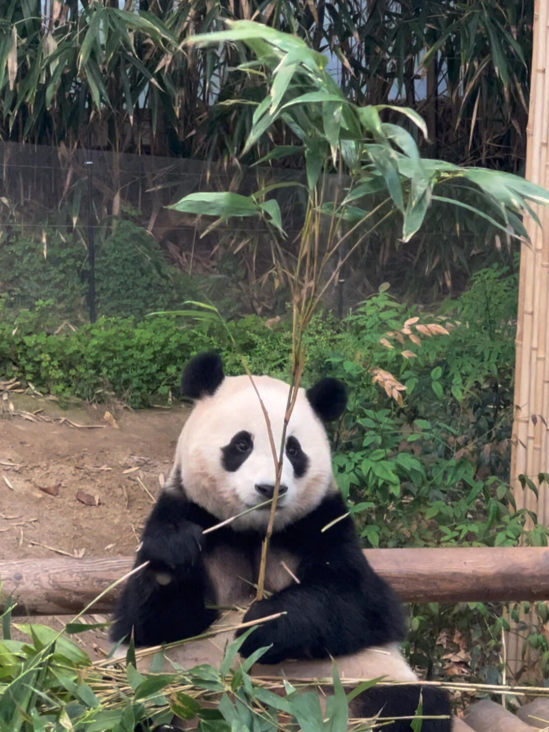 
                        ?? 愛寶樂園探險記 - 遇見萌寵福寶 ??探索愛寶樂園的奇幻一日游吧！?? 專屬包車帶你暢游，不錯過每一個精彩瞬間。最重要的是，你將有機會近距離與超人氣網紅熊貓福寶相遇哦！?? 快來和福寶來一場甜蜜的邂逅吧！??#福寶 #韓國包車 #韓國自由行 #韓國導游 #愛寶樂園