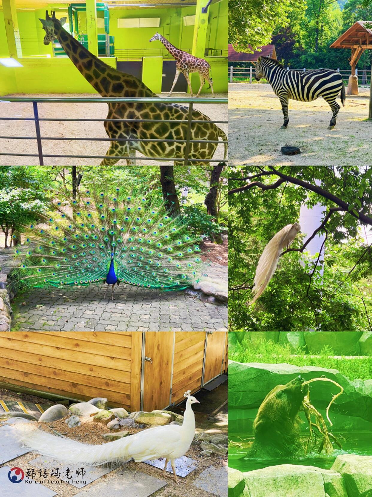 
                        韓國旅行 | 首爾大公園動物園一日游攻略???只需60元，暢享【動物園?植物園】的雙重樂趣！來首爾大公園（首爾動物園）尋找夏日治愈，感受城市中的自然氧吧。不到100元人民幣，就能擁有充滿歡笑的一天，我已經迫不及待要和你們分享這些超萌小動物的照片了！????首爾大公園，這里是韓國動物種類最豐富、規模最宏大的動物園。坐上纜車從山頂開始你的探險之旅，一路上你會遇見形態各異的動物們，超級治愈心靈！置身于大自然的懷抱，感受歲月靜好，一天的游歷讓人感覺氧氣滿滿。????首爾大公園真的超級大！在這樣炎熱的天氣里，我建議大家乘坐大象列車或纜車，步行可能會有點熱。這次我只探訪了動物園部分，為大家準備了一份詳盡的游覽指南！??【游覽路線】??上山路線1：從首爾大公園入口步行約15分鐘即可到達動物園，全程游覽大約需要2.5小時。??上山路線2：直接前往動物園的朋友們，可以在公園入口買張大象列車票直達動物園門口，然后開始你的徒步之旅。??上山路線3（懶人首選）：????乘坐纜車輕松上山，全程大約10分鐘，享受空中漫步的樂趣，然后從山頂慢慢逛回來。??在動物園門口可以拿到一份地圖，按照地圖上的不同顏色路線標識游覽。我隨機選擇了【老虎線】，看到了大猩猩、老虎、小猴子、長頸鹿、小狐貍、犀牛、孔雀、羚羊、斑馬……還有轉到了【海豚線】，超值！??聽說還有火烈鳥、各種小鹿、駱駝、鴕鳥等動物，但時間有限，下次再來繼續探索！【藍色線】可以走到植物園，喜歡植物的朋友們可以去那里拍美美的照片。首爾大公園，絕對是個不虛此行的好地方，快來找回童年的快樂吧！????地址：?? ??? ??????102??票價：門票：5000韓幣門票+大象列車+空中纜車套票：11000韓幣#韓國 #韓國旅行 #韓國旅游 #韓國旅行攻略 #韓國旅行種草 #韓國旅游攻略 #韓國旅游種草#韓國旅游景點 #韓國生活 #首爾大公園 #韓國留學日常 #首爾周邊游 #韓國景點 #韓國小眾景點 #韓國京畿道 #韓國避暑 #韓國景點推薦 #韓國小眾旅行地 #韓國生活日常