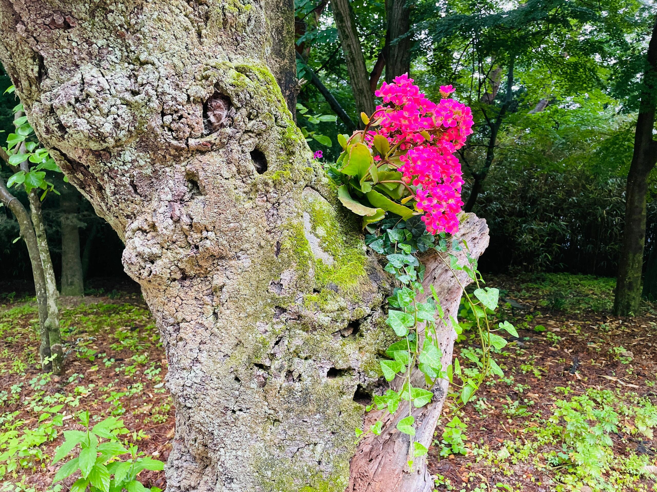 
                        探秘韓國慶州的佛國寺?#韓國#韓國慶州#慶州佛國寺#寺廟大家好??！今天我要帶大家一起去探秘一個超級有魅力的地方——慶州的佛國寺！??這個古老的寺廟藏在韓國慶州的群山之中，它不僅是韓國的國寶，還是世界文化遺產哦！??走進佛國寺，你會被那莊嚴肅穆的氛圍所吸引。寺內的佛像、塔和壁畫都透露出濃濃的歷史感，讓人仿佛穿越回了千年前的新羅時代。???不要忘了去看看那個著名的大佛，它高達10.7米，是韓國最大的佛像之一。站在它面前，你會感受到一種說不出的寧靜和莊嚴。??如果你對韓國文化和歷史感興趣，那么慶州佛國寺絕對是一個不能錯過的地方。快來和我一起感受這份歷史的厚重吧！???記得帶上你的相機，因為這里的每一個角落都是絕佳的拍照背景。??#韓國旅行#歷史探索#文化遺產#佛教藝術#旅行日記#尋找平靜#慶州旅游#韓國文化#歷史建筑#旅行心得#韓國國寶#世界文化遺產#佛像#歷史時刻#穿越時空#攝影天堂#旅行體驗#韓國佛教#慶州歷史#旅行回憶#慶州必去#韓國探險#慶州風光#佛國寺大佛#新羅時代#慶州印象#韓國慶州佛國寺#慶州寺廟#慶州佛教圣地來慶州佛國寺，讓我們一起沉浸在這片神圣的土地上，感受歷史的韻味，尋找內心的寧靜。???♀???