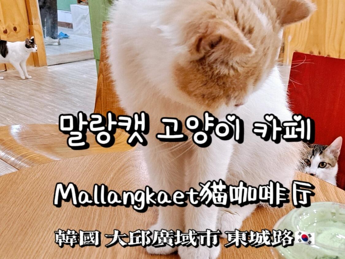 
                        大邱貓咖| ??? Mallangkaet貓咖啡廳體會過極致的內(nèi)心滿足嗎？今天來到了[??? ??? ??]，濃郁香醇的咖啡，配上可愛靈動的小貓咪，真是放松'天堂'??！_________________??[3樓 貓咖啡廳]里有十幾只貓咪，活潑可愛，我瞬間就被吸引。白凈明亮的的裝修，還有軟糯的貓咪，讓人真正放松下來。??[4樓 貓+桌游+漫畫書]在包廂里有十幾只貓咪，還可以免費玩桌游、刷劇還有各種的桌牌游戲，然后就耐心等待貓咪的“盛世美顏”吧！_________________'3樓 貓咖啡廳'、'4樓 貓+桌游+漫畫書'，兩層都可以使用?！30多只貓和50多種桌游和漫畫書?，都可以在這家貓咖看到！而且沒有時間限制??！??不僅如此，老板每天都會對小窩進行3~4次的衛(wèi)生清理??，并且在室內(nèi)采用新風(fēng)換氣??，就算小貓數(shù)量多也不會產(chǎn)生異味??。_________________??財物和貴重物品放在門口的儲物柜里?！如果你擔心弄臟衣服，請穿一次性圍裙?。不能自帶寵物入場?; 貓咖只允許12歲以上的人入場。_________________擼貓正逐漸成為新型減壓方式，在面對小動物時，我們的內(nèi)心能夠真正放松下來，做自己，體會那時那刻的溫暖和快樂！_________________價格:入場費+飲料1杯=10000韓元(CNY 53) 每人 /<飲料種類全店任選>_________________營業(yè)時間: 每日 13:30 -- 21:00_________________地址: ????? ?? ???5? 10??位于大邱廣域市 中區(qū)[??1? 城內(nèi)1洞]--[???5? 東城路5街]。_________________#我的咖啡日記 #韓國美食 #韓國網(wǎng)紅咖啡廳 #韓國大邱 #大邱旅游 #大邱探店 #大邱 #韓國貓咖啡店