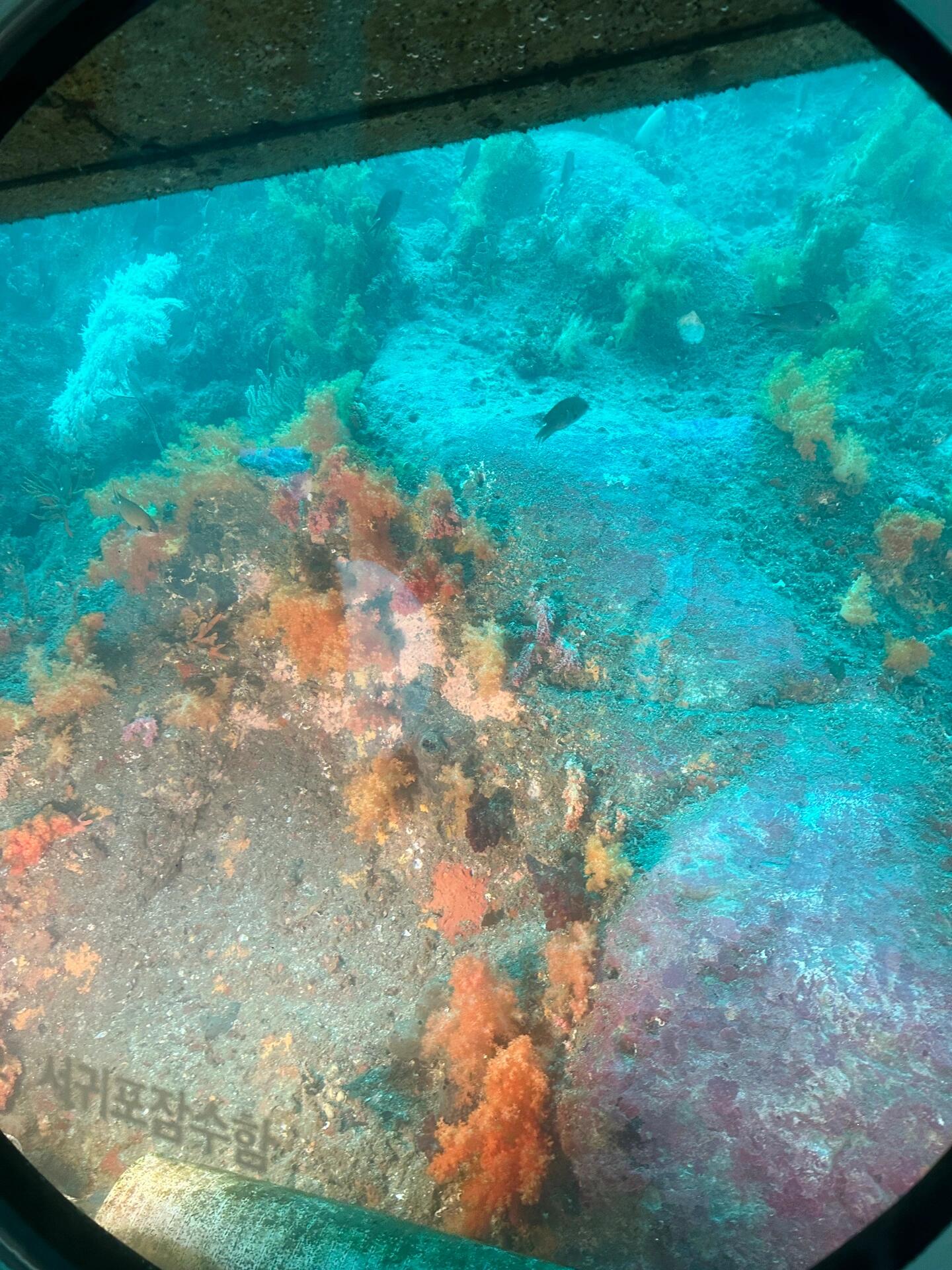 
                        濟州島??｜西歸浦潛水艇篇圖文版保姆級攻略最近正值旅游旺季，而濟州島南線的西歸浦則是一個度假的一個不二之選：雖然不及市區(qū)的熱鬧、但確以它獨特的慢節(jié)奏給人一種治愈之感。今天的攻略是南線必不可少的潛水艇～??1??交通??從西歸浦的parnas酒店乘坐600路到達(倒數(shù)第五站）沿著港口步行十分鐘左右便看到了submarine的標(biāo)識(p2)沿途的風(fēng)景很美：大大小小的船只停靠在岸邊，遠(yuǎn)處還有一座大橋。(p3)2??買票??先在窗口左側(cè)填寫出行人信息(p4)，再到人工窗口買票，稅后大約是305rmb/人。拿到票確認(rèn)好你坐的班次后就可以前往碼頭啦～同時還有一個大廳可供休息和等候??(p5)3??潛水艇流程??第一步：坐船?? 帶著票步行至船所在的位置(p6-7)坐船到潛水艇在的位置，全程10min，比較平穩(wěn)，并且能看到不遠(yuǎn)處城市的剪影(p8)第二步：??在進入潛水艇之前合影留念(p9)在潛水艇的兩個入口前分別拍照，第一張會免費沖洗出來，(在結(jié)束之后的碼頭上自取)第二張則需自行付費自行購買。第三步：進入潛水艇。沿著梯子向下爬。左邊的位置是觀魚的??、右邊是觀珊瑚的?? 個人更推薦左邊的位置～第四步：正式開始潛水艇的體驗。(p10-12)潛水艇下沉到40m左右的深度后會停下，在下沉的過程中可以關(guān)注窗戶上方的小屏:上面會播放游覽指南和潛水員下水的實時過程。同時還有熱情的講解員和我們互動(雖然聽不太懂??第四步：開始觀賞魚群和珊瑚。首先講解員會讓所有人都調(diào)轉(zhuǎn)方向，等待潛水員引魚群過來，不一會就可以看到色彩斑斕、形狀各異的小魚從你眼前游過去啦～潛水員會在兩端來回穿梭，可以很清晰地觀察到小魚，也是一個拍照的絕佳時間??結(jié)束觀魚后在潛水艇短暫的行駛后就來到了珊瑚區(qū)域，散發(fā)著暖光的珊瑚和浮動的水草在海水的映襯下多了幾分神秘的色彩??之后就是慢慢的上浮啦～過程可能會有一點點小暈，不過并不會持續(xù)太久嘟～4??總結(jié)：整個過程大約是一小時不到，還是一次比較新奇的體驗。且安全系數(shù)比較高哦，沒有太大的風(fēng)險，還是很值得體驗的！?????#濟州島 #濟州島旅行攻略 #西歸浦 #濟州島西歸浦潛水艇 #濟州島拍照好去處