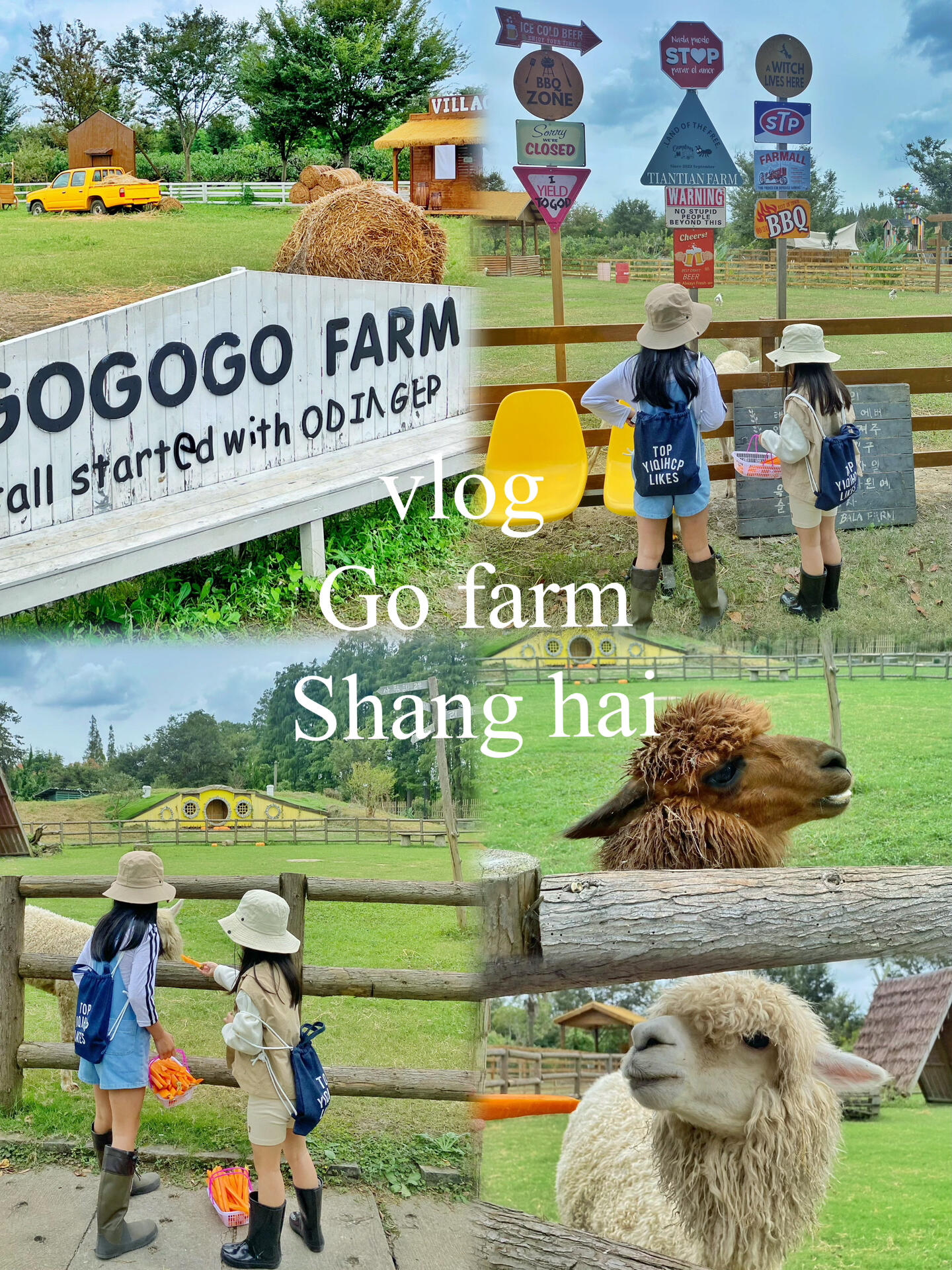 
                        魔都“濟州島”同款農場??遛娃vlog?go farm魔都濟州島農場??Go farm 田田農場??：大人30 兒童半價 3歲以下免費??：胡蘿卜一筐15（兩很多）???：門口停車很方便 免費動物：羊駝?? 牛??羊??馬??小兔子??土撥鼠 小鴨子??孔雀??騎馬區域：騎馬??一圈50?總體來說還可以.雖然場地不大.但里面很韓系都是韓語字板.很濟州島.中間空地也有露營休息區.里面還有咖啡店.大人可以坐著休息.整個玩的區域都在視線范圍比較輕松.里面還有些兒童玩的小樂園也可以打發下?服裝：小孩可以穿雨靴背帶褲農場風大人建議白色和牛仔色系?不用預約 看好天氣出發 可以提前自己北點胡蘿卜帶去喂養.#周末去哪兒 #筆記靈感 #Vlog我的一天 #vlog #周末遛娃 #農場 #農場遛娃 #上海農場 #親子農場 #遛娃 #周末遛娃 #遛娃好去處 #上海遛娃 #十一去哪玩 #親子游 #魔都遛娃 #濟州島 #濟州島農場