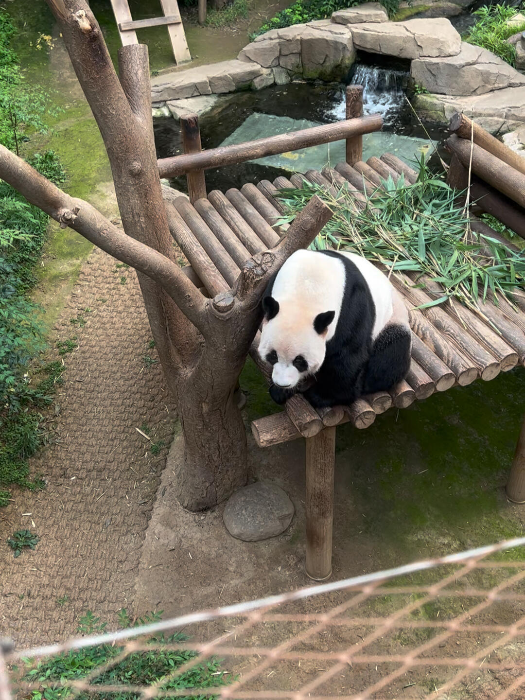 
                        ?? 愛寶樂園探秘：福寶&樂寶的樂趣天地 ??Hey親們！最近有沒有關注到愛寶樂園的最新動態呀？?? 讓我來給你們分享一下超實用的愛寶樂園游玩攻略吧！???? 重要提醒：9月1日起，想要在10點到14點期間進入樂園的小伙伴們需要提前預約哦！14點之后就可以直接去排隊啦！?? 步驟一：快快下載愛寶樂園（Everland）APP，注冊個人賬號，這是你智能游園的第一步！??? 步驟二：將你的門票信息掃碼上傳到APP里面，這樣就不怕丟票啦！?? 步驟三：記得10點一到就可以掃碼入園啦！進入樂園后，就可以開始使用APP預約你想玩的項目了，超方便！?? 特別提示：如果你沒有預約到熊貓館，不要灰心，14點后排隊也是完全OK的！不過別忘了提前30分鐘抵達排隊地點，先到先得哦！#韓國 #韓國旅游 #首爾旅游 #南怡島 #北村韓屋村 #光化門廣場 #景福宮 #明洞 #廣藏市場 #韓國包車自由行 #韓國包車游 #包車 #接送機 #愛寶樂園 #愛寶樂園攻略 #樂天世界 #韓國親子游 #愛寶樂園熊貓快來和我一起在愛寶樂園找尋樂趣吧！???? 準備好你的行囊，開啟一段難忘的韓國旅行！???
