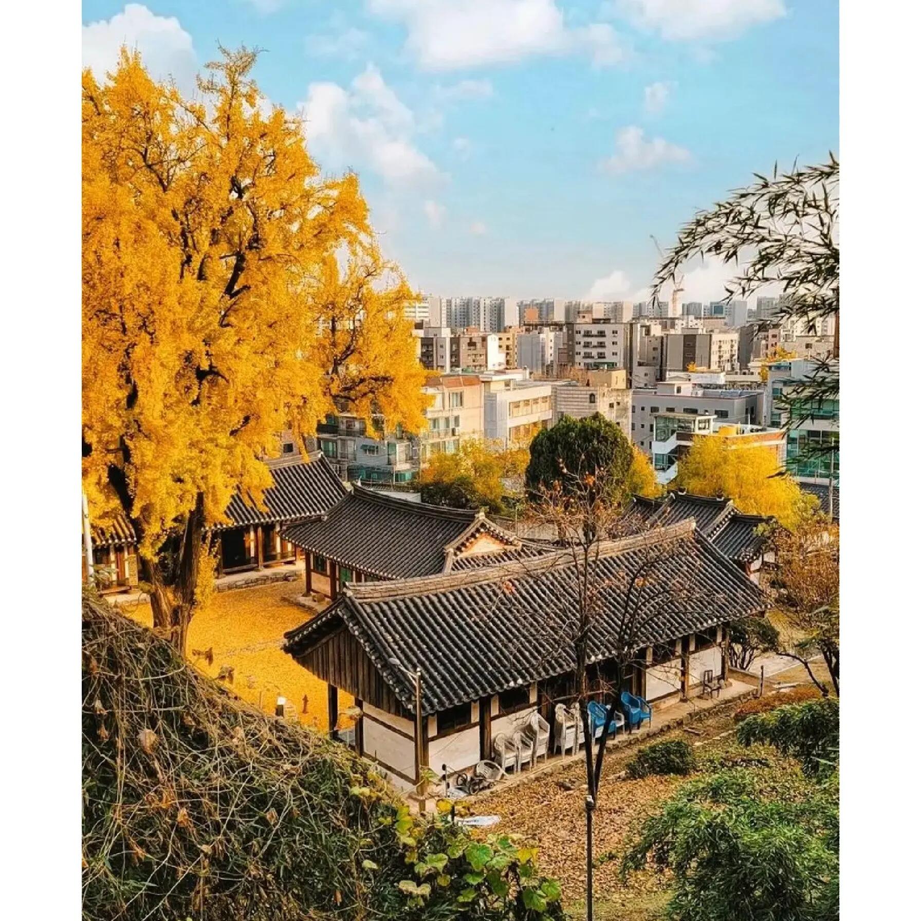 
                        ????釜山旅行｜永遠的君主李敏鎬同款竹林??隱藏在釜山的韓國國內面積最大的竹林??追劇的小伙伴們一定不會忘記《永遠的君主》里李敏鎬和金高銀穿梭的那片迷人竹林吧！?就在釜山機張郡的九山林，這個地方簡直是拍照圣地！?? 快來這里感受一下竹林的魅力，打卡拍照留念吧～??九山林，這個有著400年歷史的南平文氏家族傳承之地，曾經歷過風雨，但依然堅守。直到最近幾年，這片竹林才向游客敞開大門。漫步在沒有圍欄的竹林中，仿佛置身于一個靜謐的世界。?? 竹桿高聳入云，竹葉在風中沙沙作響，讓人仿佛進入了一個夢幻的世界。?????????? ??? ??? ??? 37-1???9:00-18:00（每周一閉園）??釜山一日游路線推薦：上午九山林??中午松亭享美食??下午海東龍宮寺探秘?晚上海云臺品美食、賞夜景????想要私人定制釜山游，找我就對了！提供專業包車服務，免費幫你規劃行程。想知道釜山的小眾景點？問我就對啦！??#釜山 #釜山旅游 #韓劇圣地 #李敏鎬 #金高銀 #韓國竹林 #釜山打卡新地標 #韓國旅游 #韓國自由行 #釜山包車游 #探索韓國 #釜山周邊游 #釜山夜景 #小紅書旅行筆記 ??