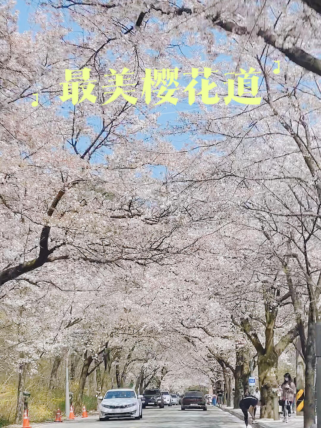 
                        ????最美櫻花季｜束草雪岳山入口櫻花大道??在車上就可以欣賞到的櫻花美景??太絕了??！4月來雪岳山的話千萬不要錯過這個櫻花大道???? ???????? ??? ???位于雪岳山入口，沿著????這一條路上全是櫻花，有停車場??5000，可以下車拍照，不過周末車流量較大，幾乎不可能在馬路正當(dāng)中拍到照，所以最好的方法是坐在車上拍#韓國旅行 #櫻花 #暖春櫻花季 #韓國櫻花 #周末去哪兒 #首爾周邊游 #首爾近郊 #留學(xué)韓國 #櫻花季 #春季賞花好去處 #避開人流的小眾賞花地