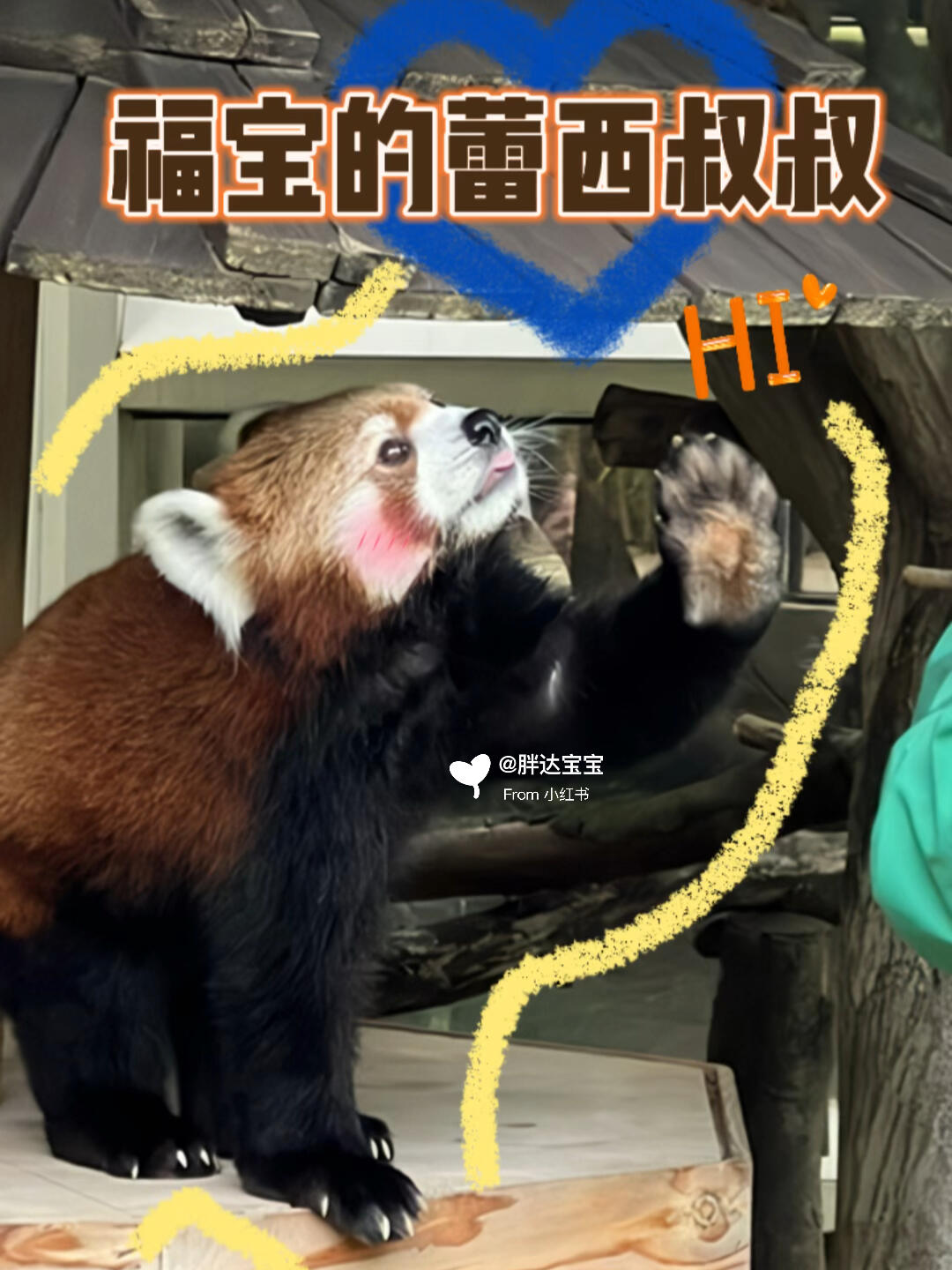 
                        下班路上偶遇福寶的鄰居蕾西叔叔，揮手告別的瞬間??！下班時分，意外遇到了福寶的鄰居蕾西叔叔，他正準備回家。在忙碌的一天結束后，看到蕾西叔叔的身影，感覺整個世界都溫暖了起來。蕾西叔叔向我們揮手道別，那一刻仿佛所有的疲憊都煙消云散了。??#逛逛動物園 #大熊貓福寶 #愛寶樂園 #韓國旅游 #小熊貓