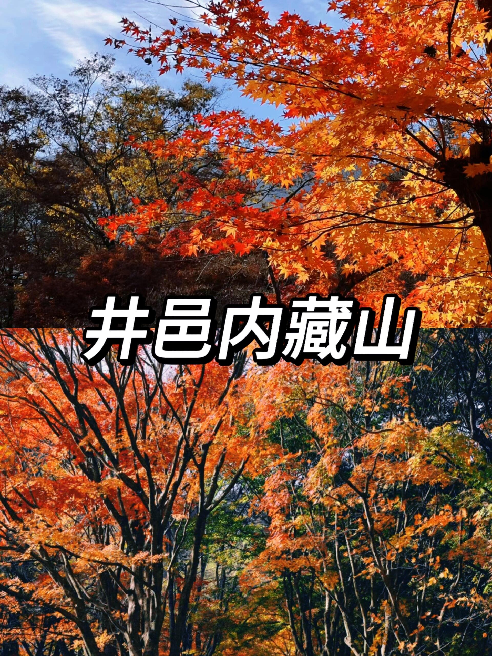 
                        拜托 10-11月的釜山真的美絕了好嗎?釜山的秋季隨處可見 美麗的楓葉特別是在10月到11月間楓葉如火焰般絢爛多彩??提前碼住這篇賞楓攻略,一起去釜山賞楓葉吧-?? 梵魚寺梵魚寺素來以其秀麗的自然風光和楓葉景色聞名。在這里，你可以欣賞到寧靜的庭院和傳統建筑，與楓葉交相輝映-?? 金井山城金井山城是韓國最大的山城之一，也是一個絕佳的賞楓勝地。當秋天來臨時，整個山脈都被深紅色的楓葉所覆蓋，仿佛一幅畫卷。登上山頂，你將眺望到令人嘆為觀止的秋色美景。-?? 井邑內藏山位于全羅北道的井邑內藏山是韓國最佳的賞楓勝地之一山水風景十分迷人，可以欣賞到層層疊疊的紅葉與周圍的山巒和湖泊交相輝映。——-如果你想深入探索釜山秋季的美景??那么包車游是一個絕佳的選擇在包車游中??與司機協商好行程和時間安排確保司機了解你的計劃和需求???以便能夠充分利用時間讓您的旅程變得更加順暢～記得帶上相機??捕捉下這些難忘的瞬間讓這次旅程成為一段難以忘懷的回憶??～小貼士??1?建議你選擇秋天早些時候進行，以確保能趕上楓葉季節的巔峰期-2?別忘了攜帶相機、防寒衣物和舒適的鞋子，為你的賞楓之旅做好準備-3?為了保護環境和景觀，記得在景點內保持干凈，并遵守當地的規定和指示#國慶出游#韓國包車#江源道一日游#京畿道滑雪#韓國文化體驗#江原道包車#釜山包車#韓國釜山包車旅行#韓國接送機#國慶去哪玩#韓國送機#韓國旅游#首爾包車#秋季楓葉#韓國釜山#韓國釜山包車旅行#釜山行#釜山金海機場接送#帶娃去哪玩#釜山秋天#中秋旅游#釜山楓葉#釜山包車游#浪漫生活的記錄者#筆記靈感